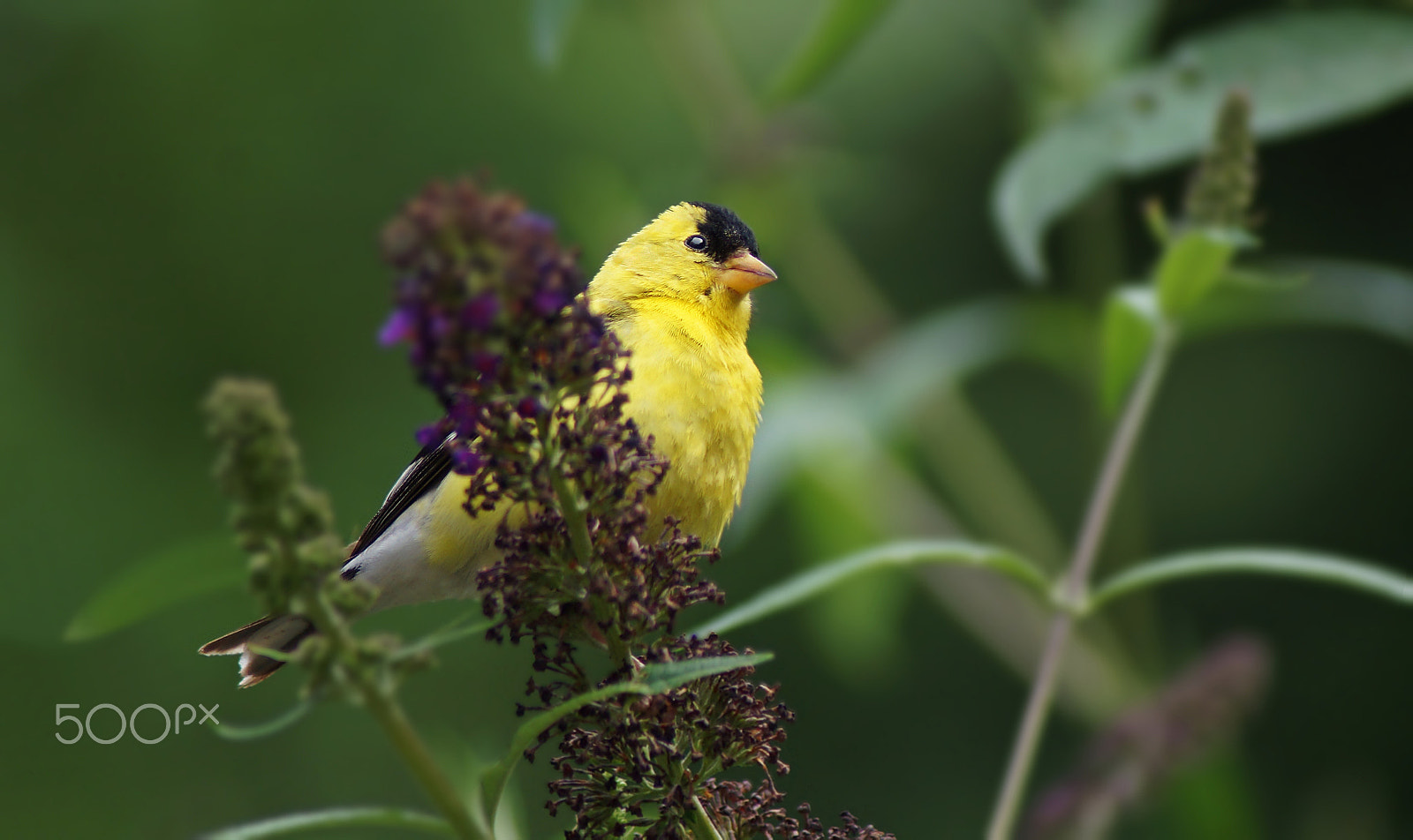 Sony 75-300mm F4.5-5.6 sample photo. The golden one photography
