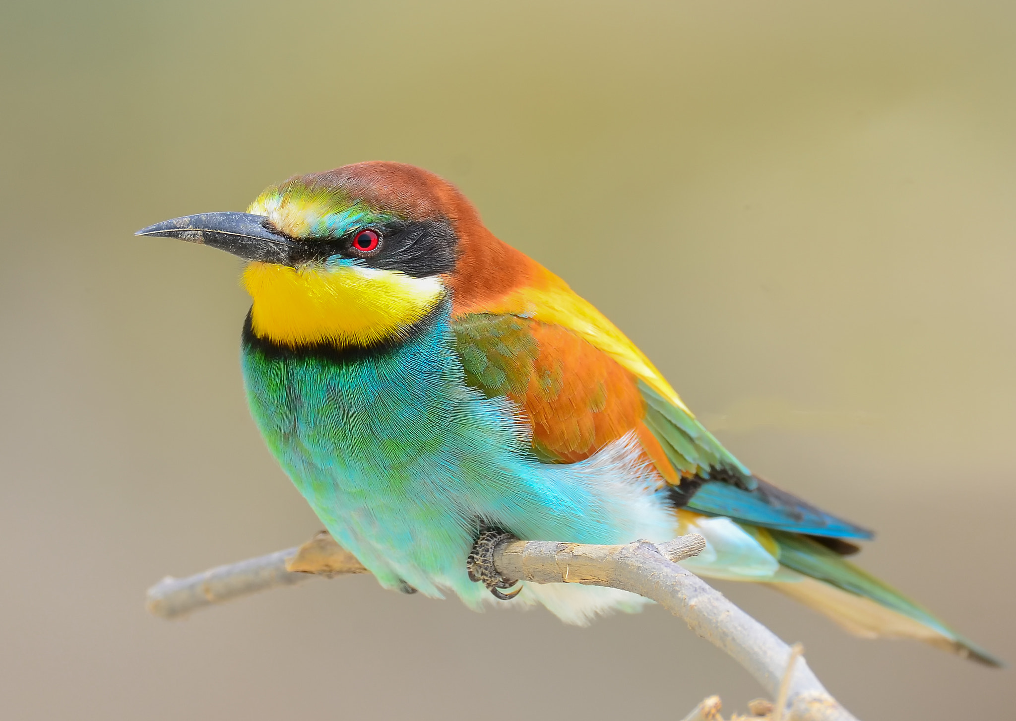 Sigma 150-600mm F5-6.3 DG OS HSM | S sample photo. Bee-eater  photography