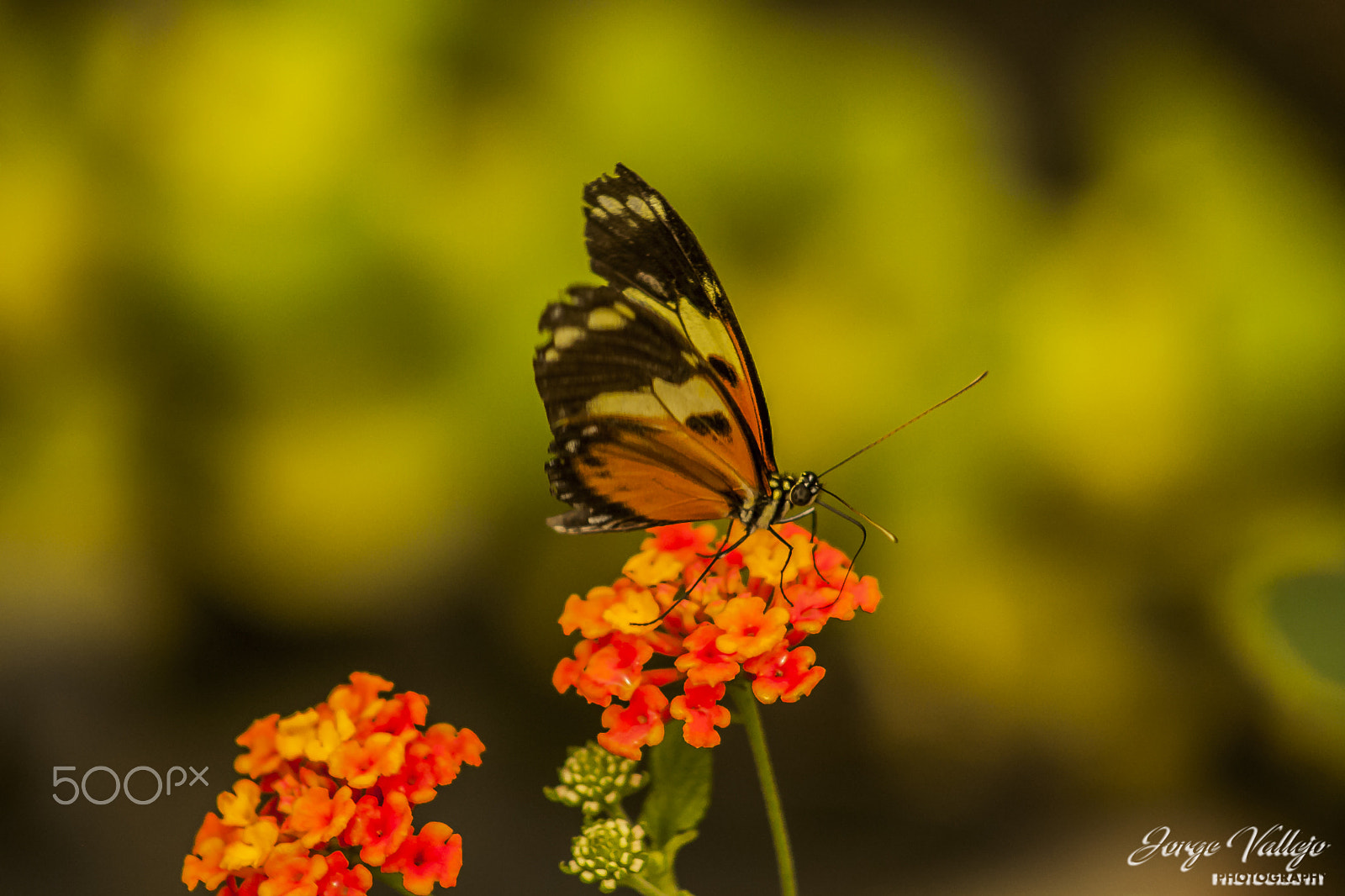 Canon EF 75-300mm f/4-5.6 USM sample photo. Todo se lo lleva el viento photography