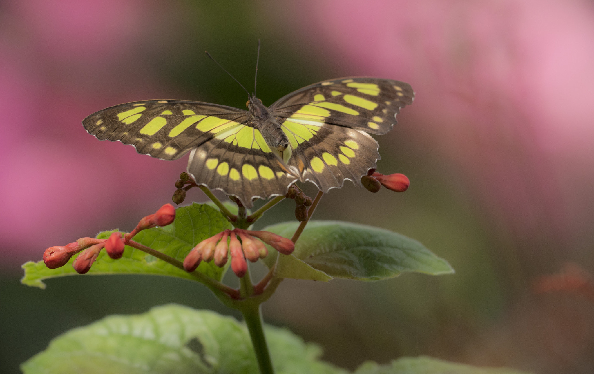 Panasonic Lumix DMC-GH4 sample photo. Butterfly photography