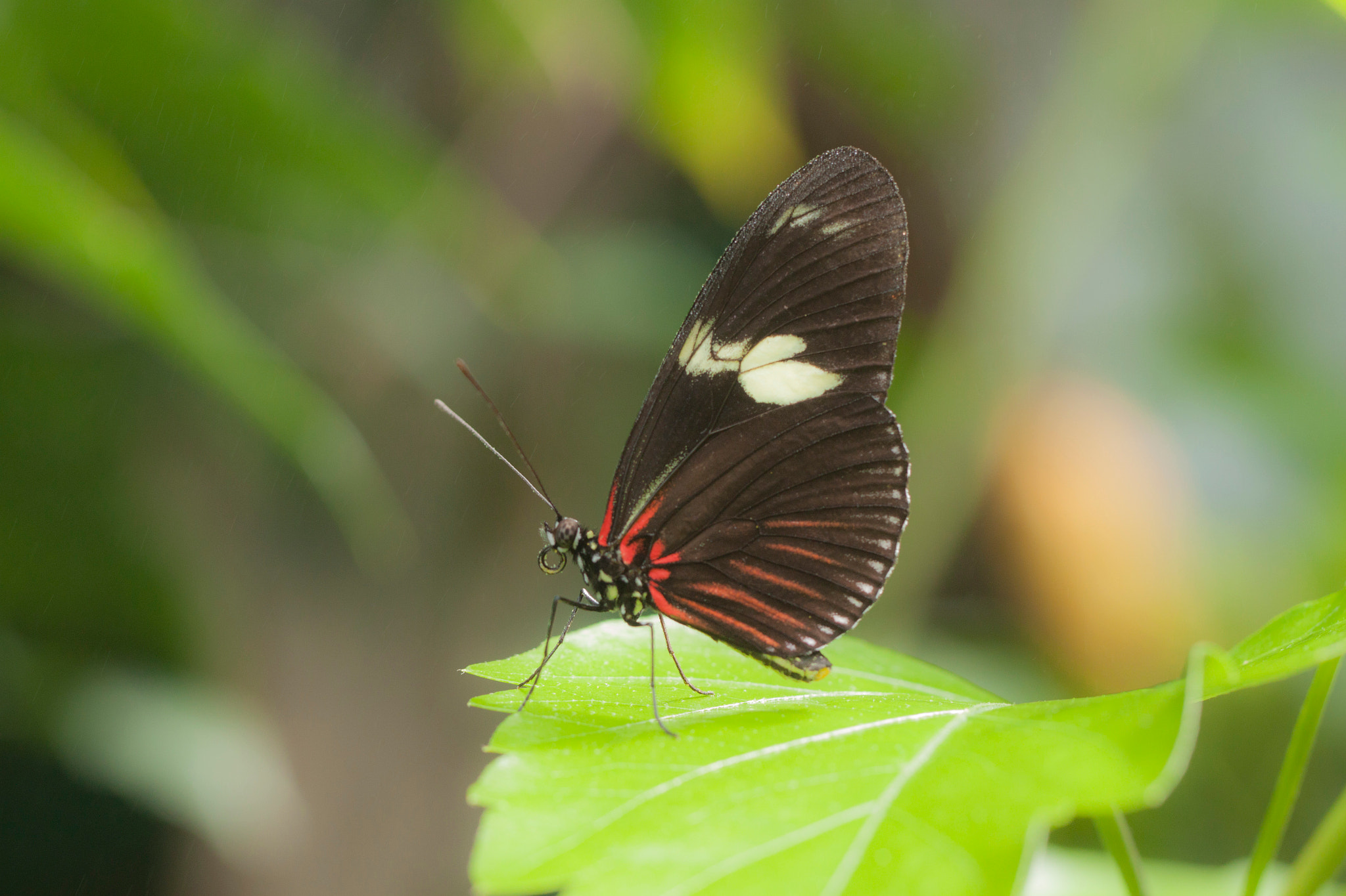 Canon EF 100mm F2.8L Macro IS USM sample photo. Butterfly photography