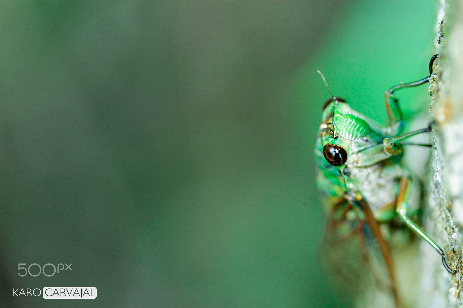 Canon EF-S 60mm F2.8 Macro USM sample photo. Hello you photography