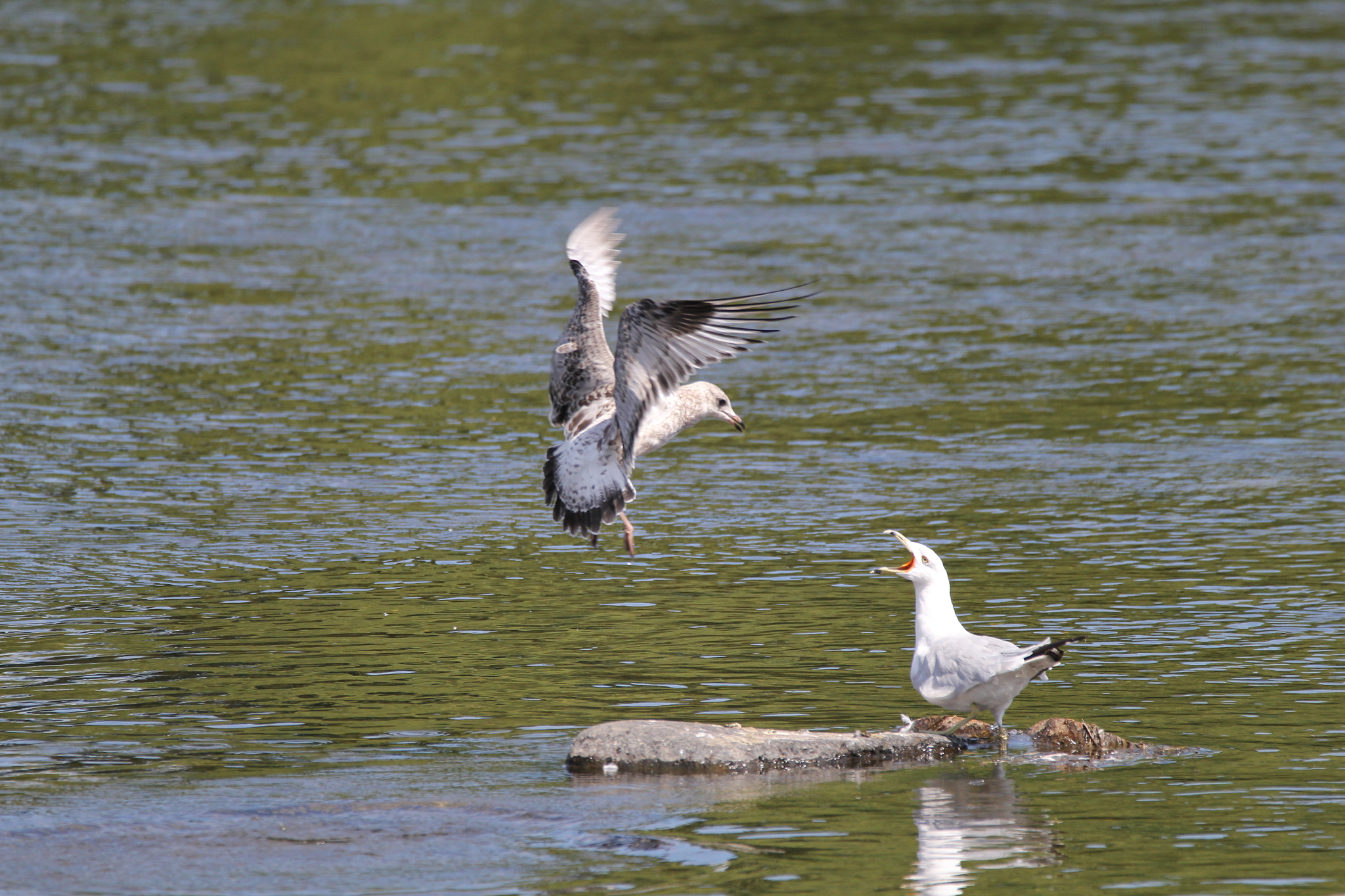 Sigma 150-600mm F5-6.3 DG OS HSM | C sample photo. Communication photography