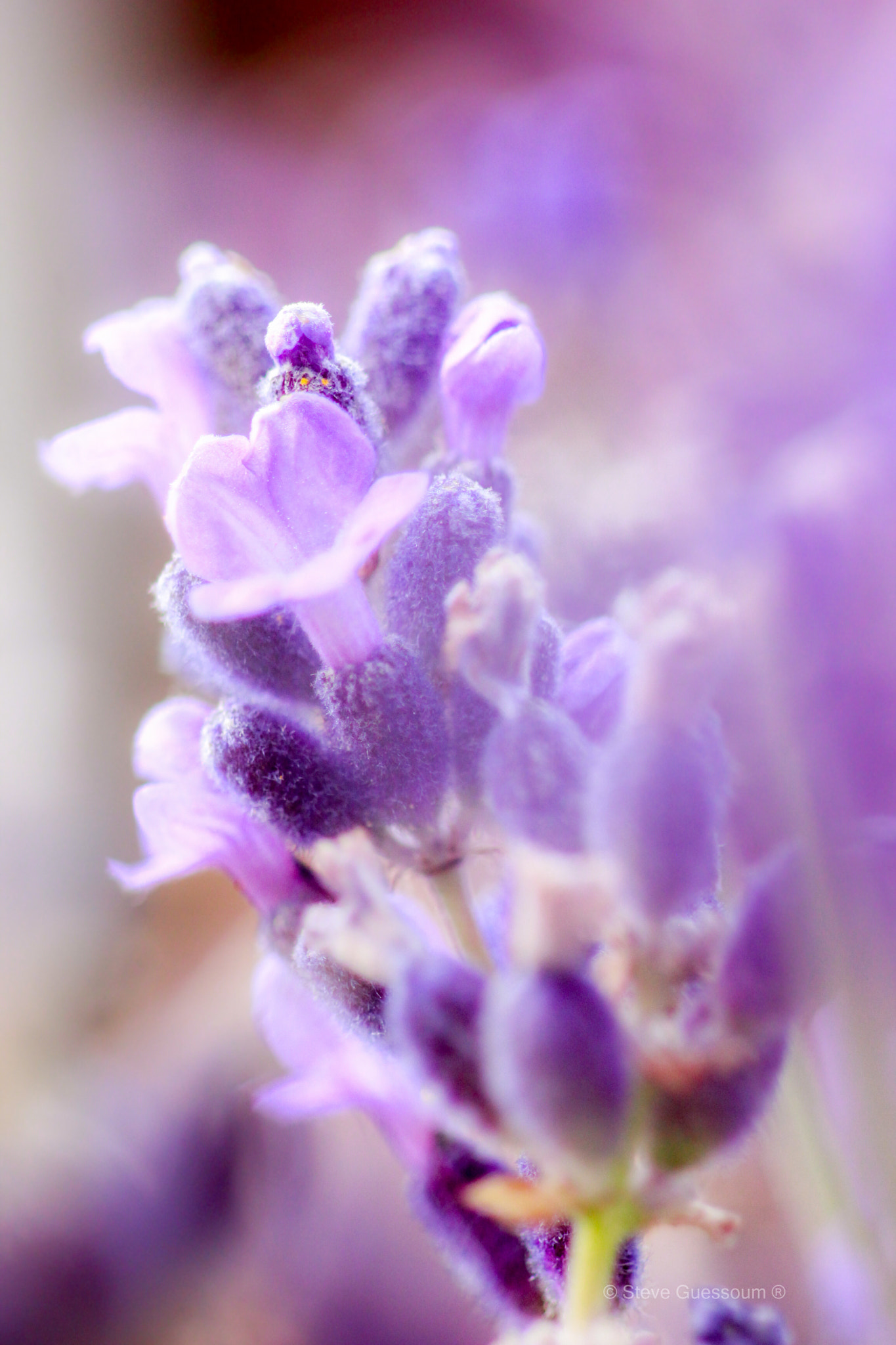 Sigma 50mm f/1.4 EX DG HSM + 1.4x sample photo