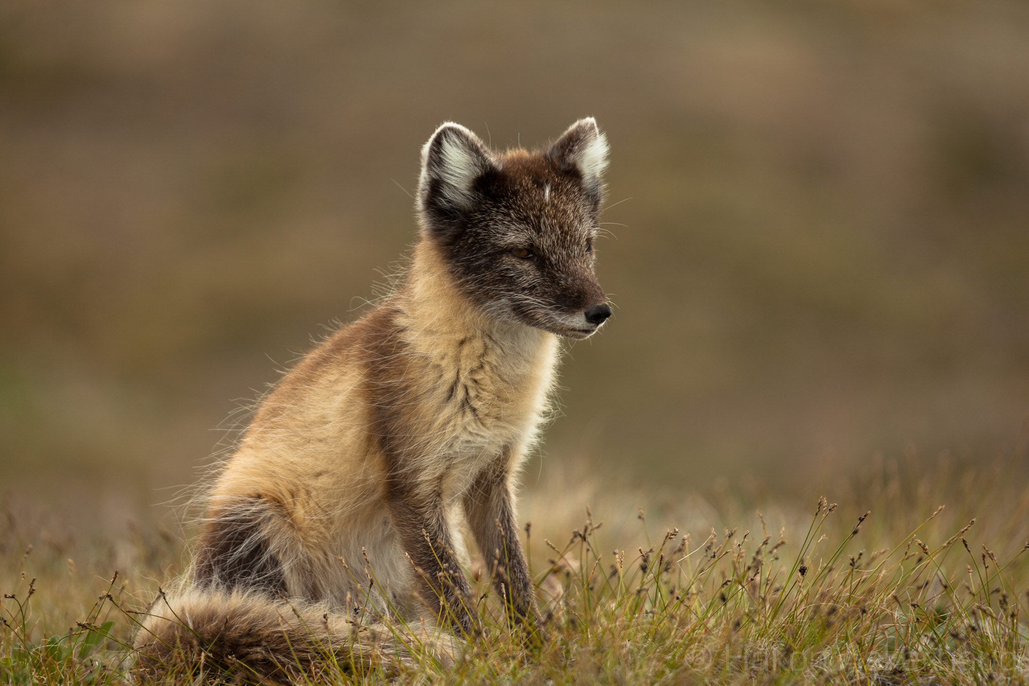 Canon EF 100-400mm F4.5-5.6L IS USM sample photo. Arctic fox photography
