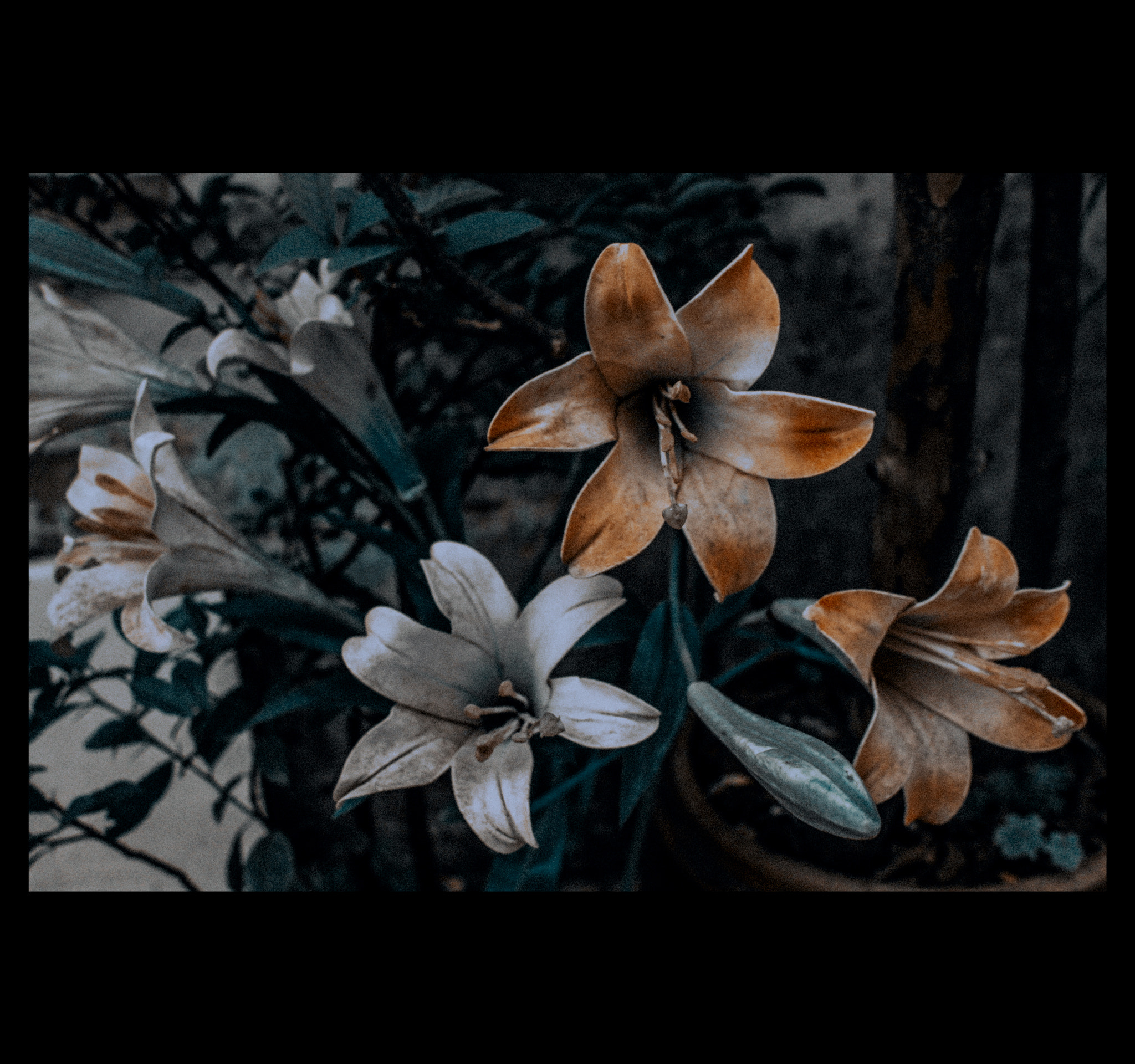Canon EF-S 18-55mm f/3.5-5.6 USM sample photo. Flower photography
