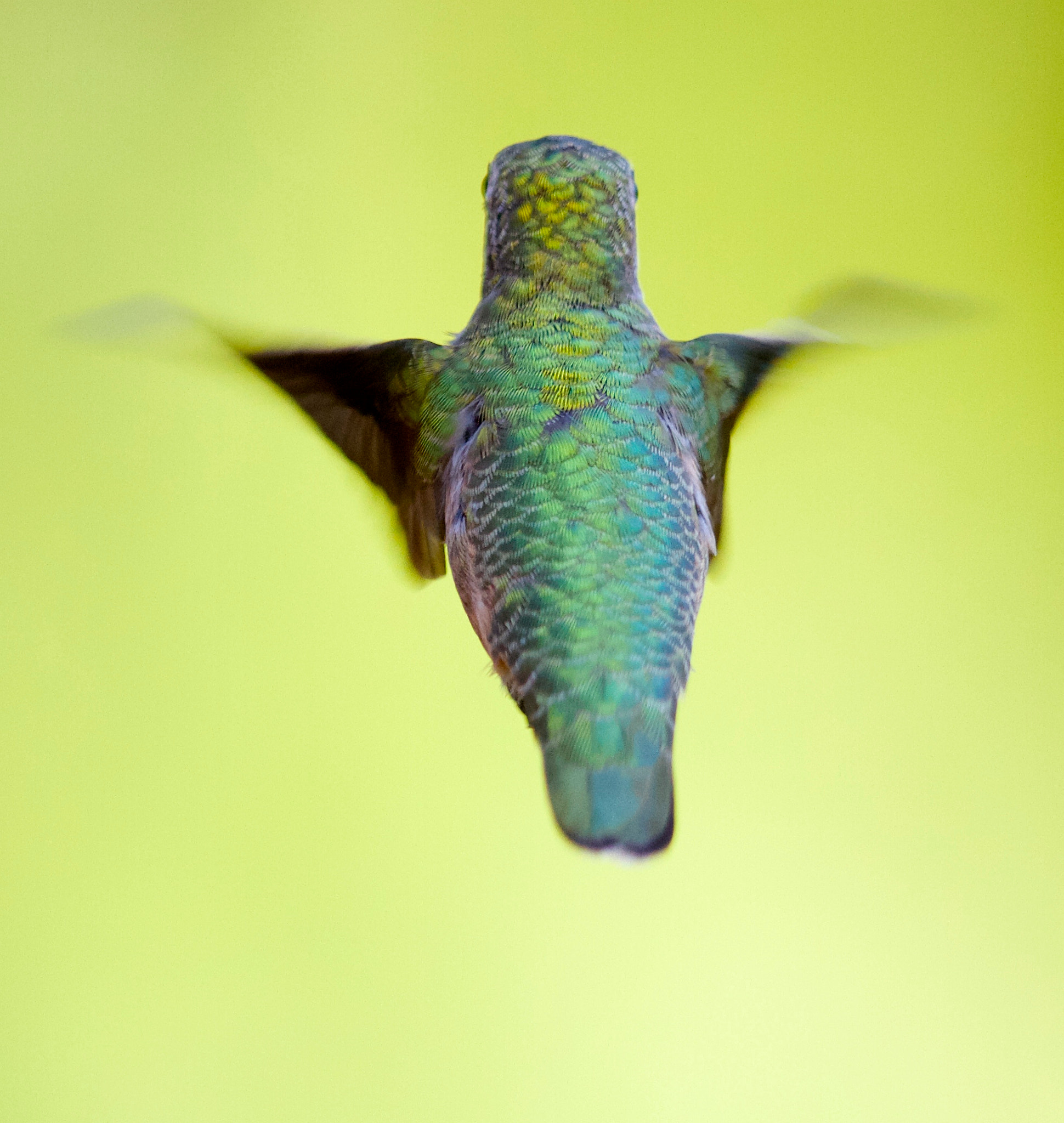 Canon EF 500mm F4L IS II USM sample photo. A palette of greens and blues photography
