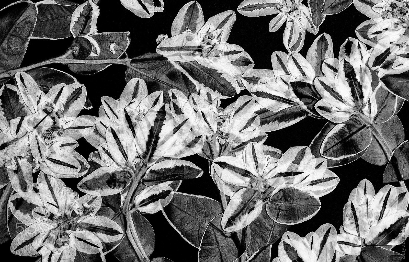 Pentax K-5 IIs + A Series Lens sample photo. Flowers photography