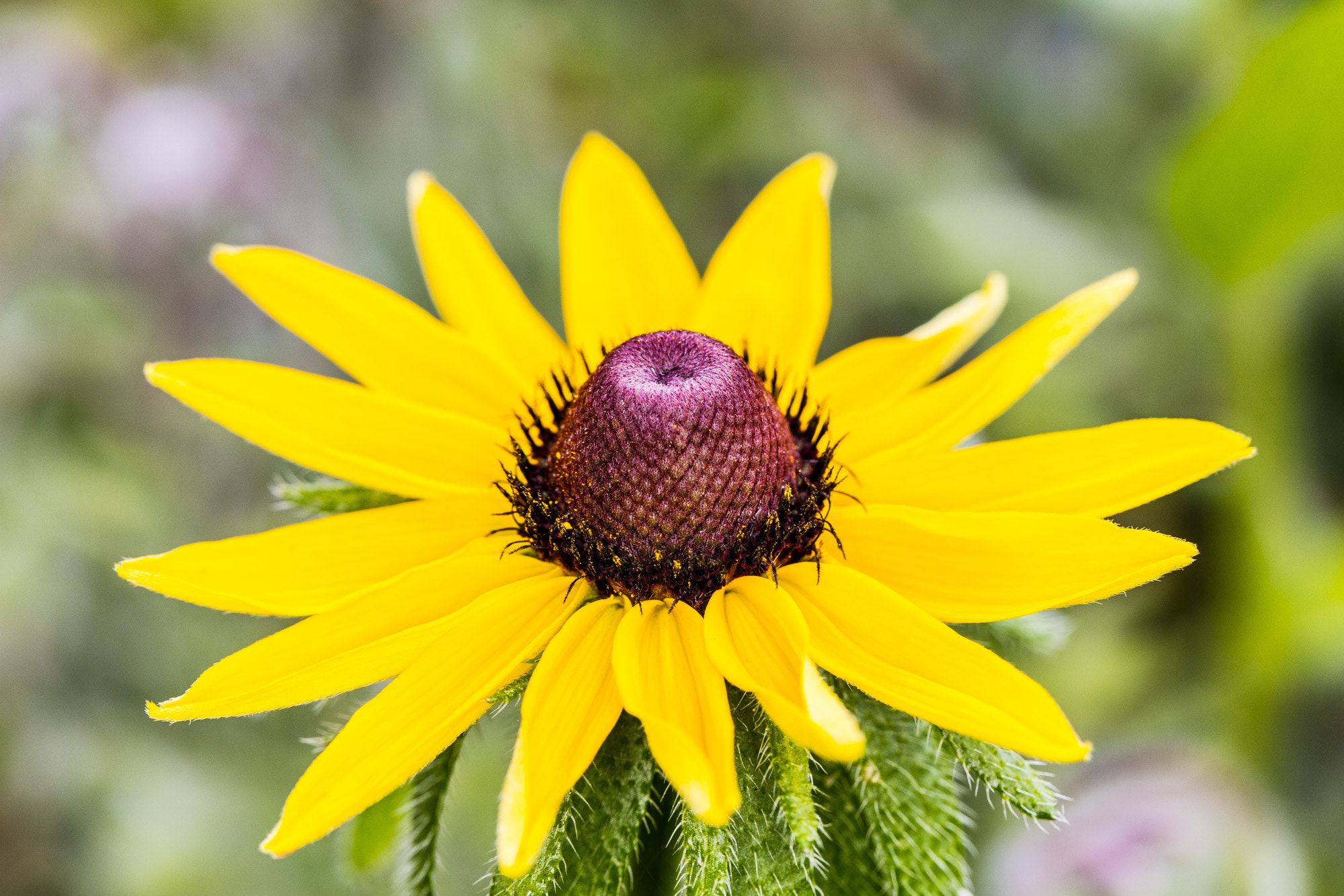 Canon EOS 5DS + Canon EF 100mm F2.8L Macro IS USM sample photo. Flower photography