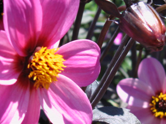Canon POWERSHOT S60 sample photo. Img_4270.jpg photography