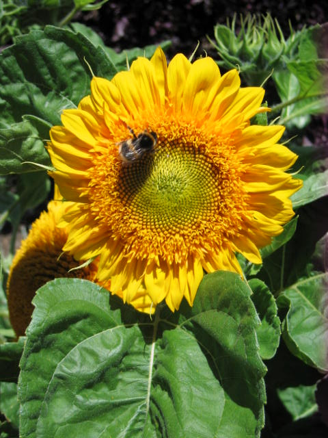 Canon POWERSHOT S60 sample photo. Img_4295.jpg photography