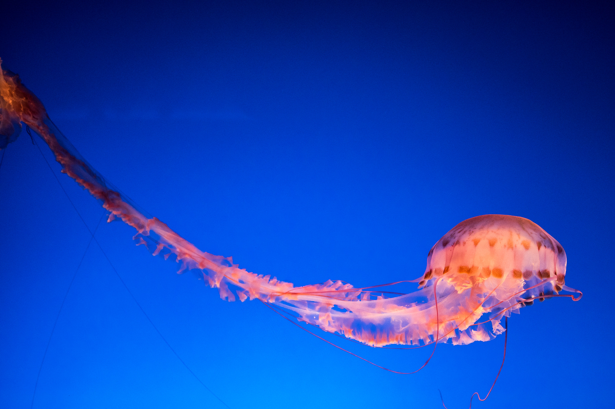 Pentax smc DA 35mm F2.8 Macro Limited sample photo. Jellyfish photography