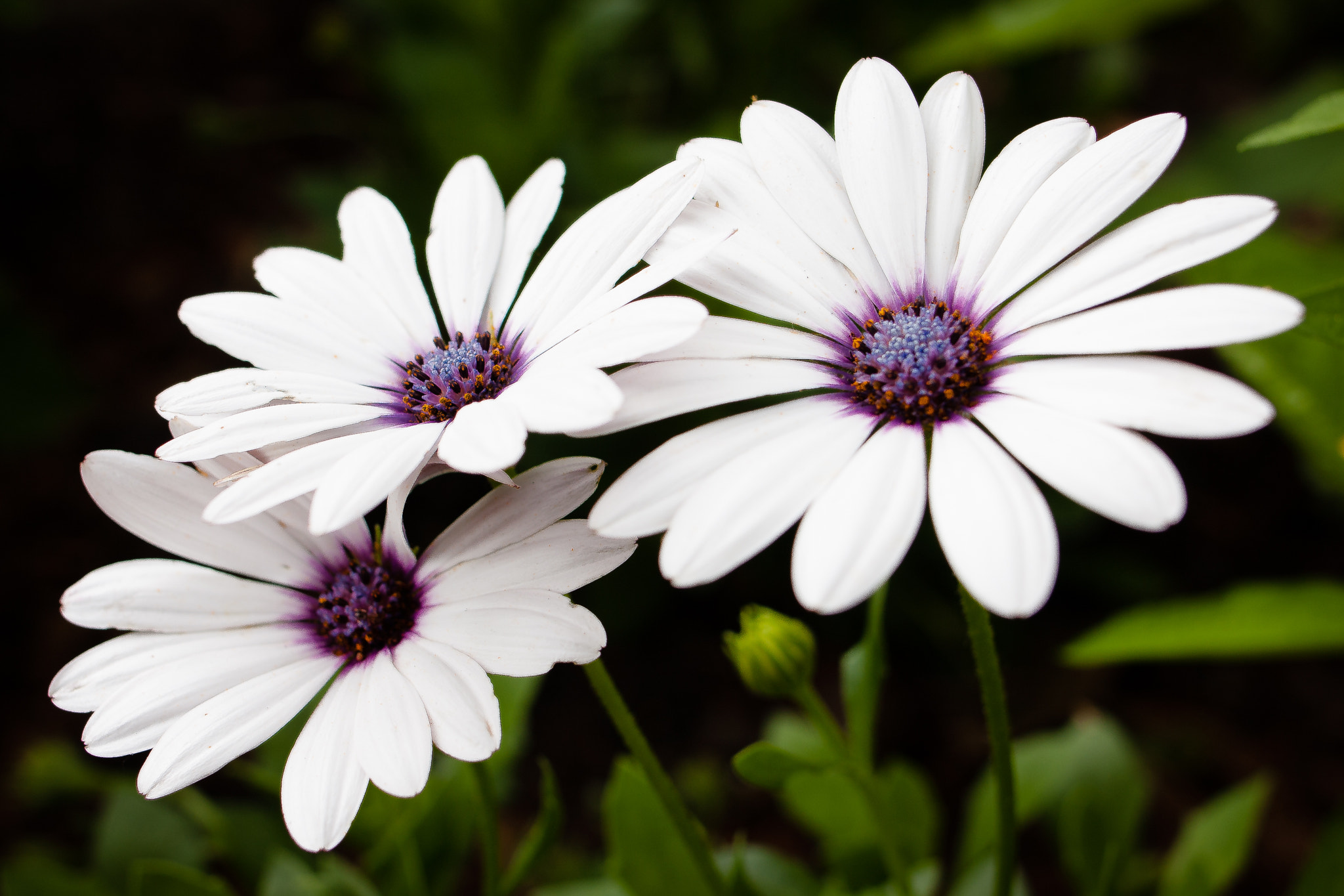 Canon EF 24mm F2.8 IS USM sample photo. Triple bloom photography