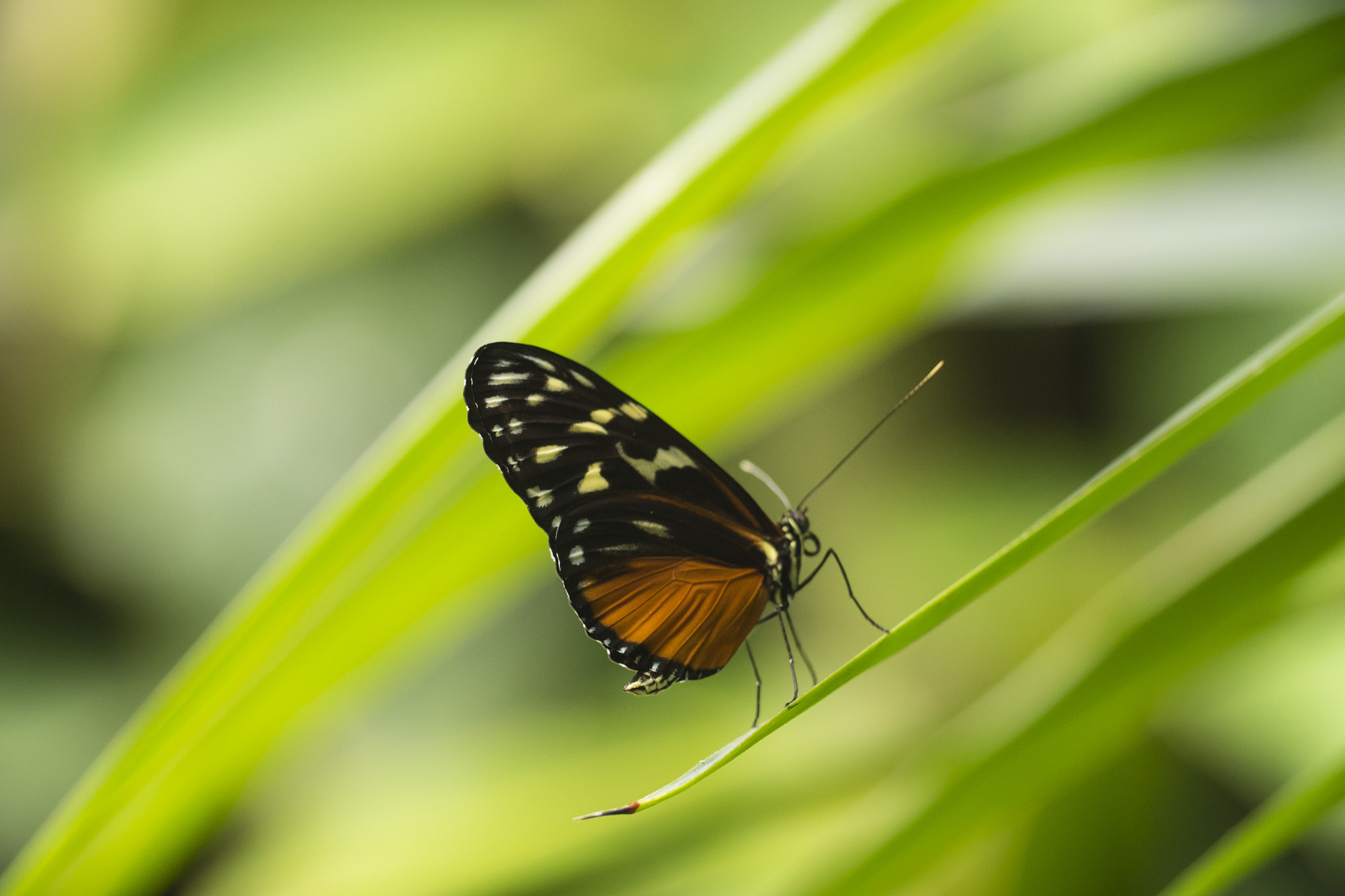 Panasonic Lumix DMC-GH4 sample photo. Butterfly photography