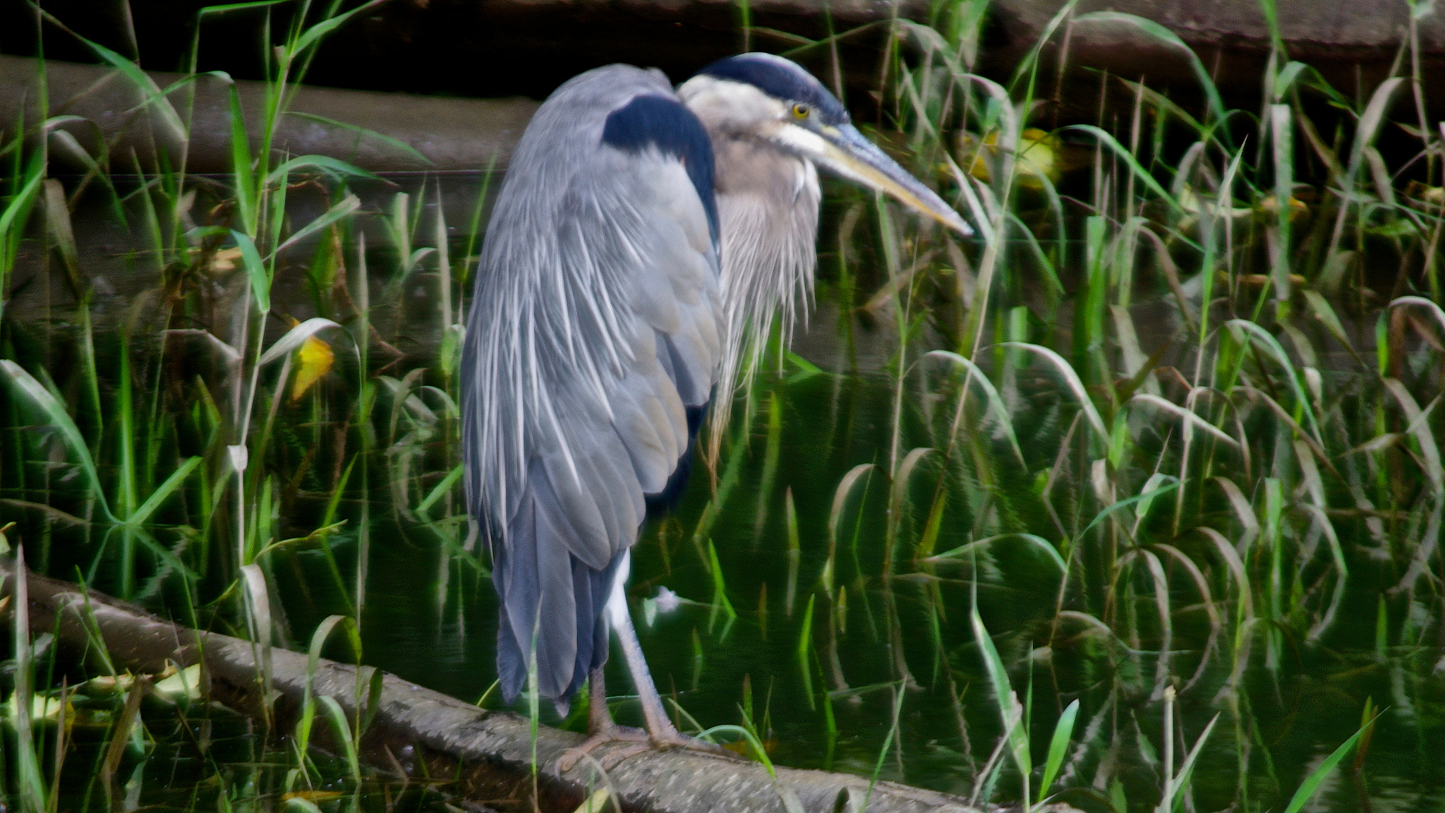 Pentax K-5 + smc PENTAX-FA J 75-300mm F4.5-5.8 AL sample photo. Gone fishing photography