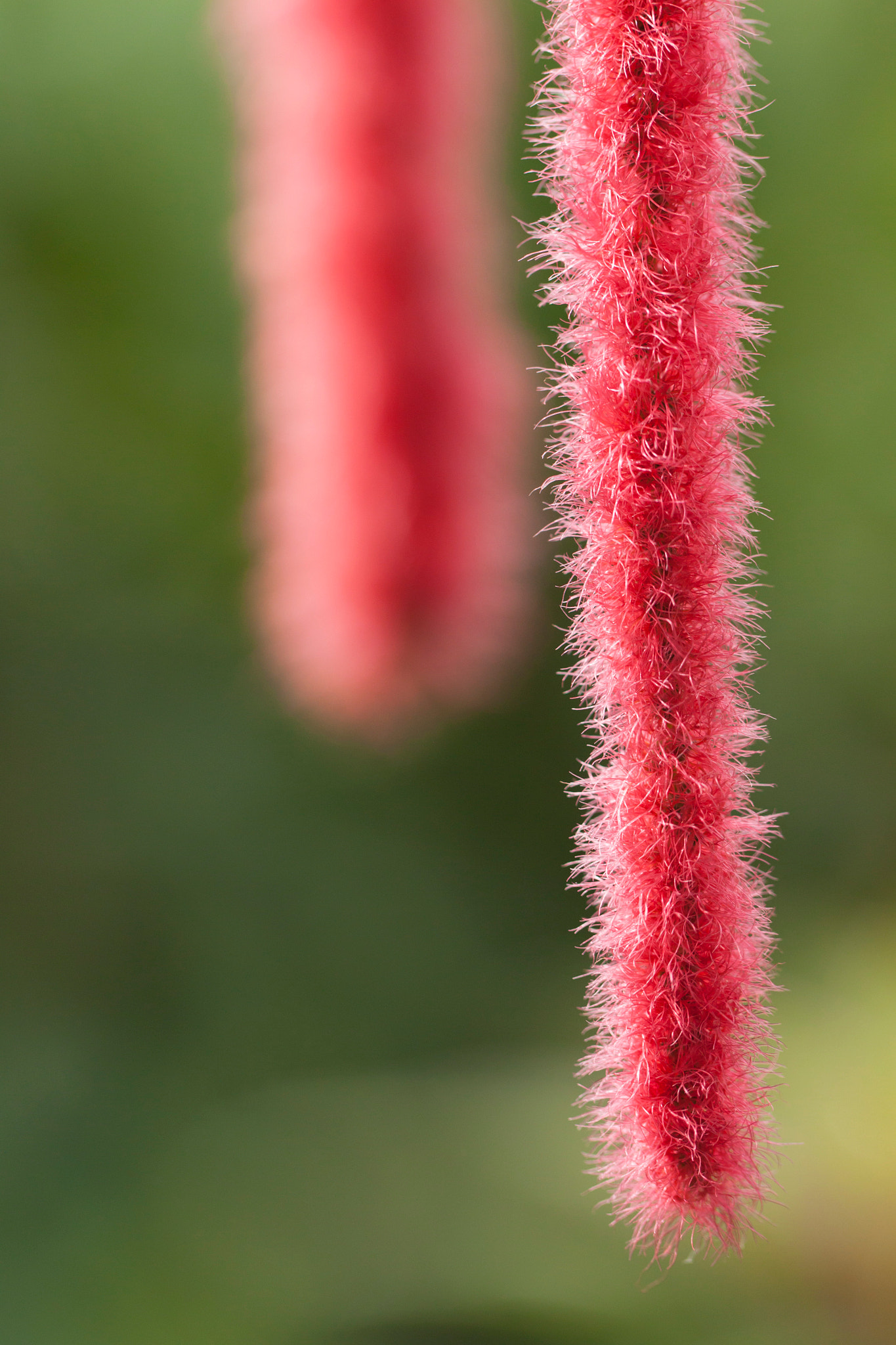 Canon EF 100mm F2.8L Macro IS USM sample photo. Tassles photography