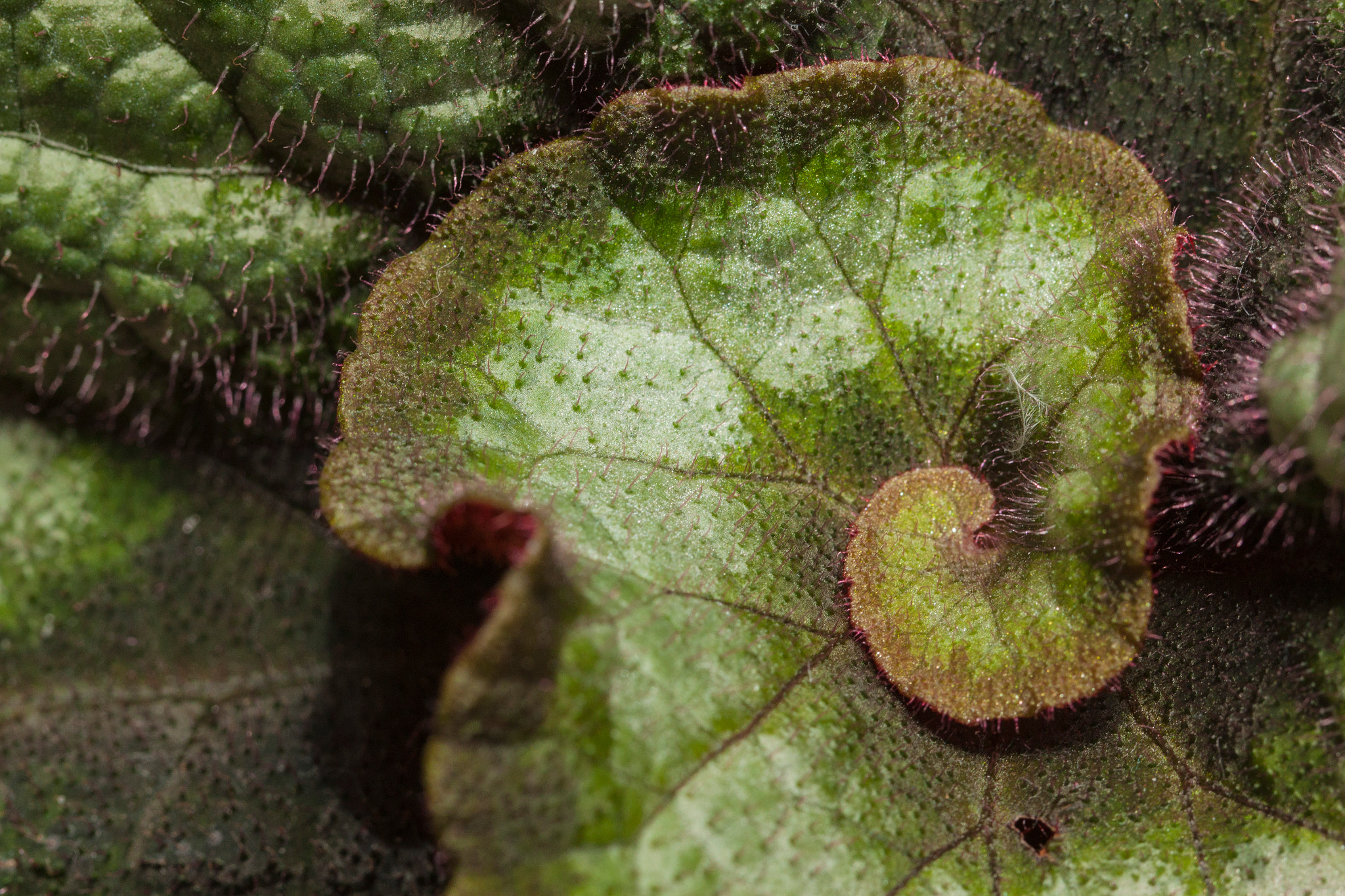 Canon EF 100mm F2.8L Macro IS USM sample photo. Escargot begonia photography