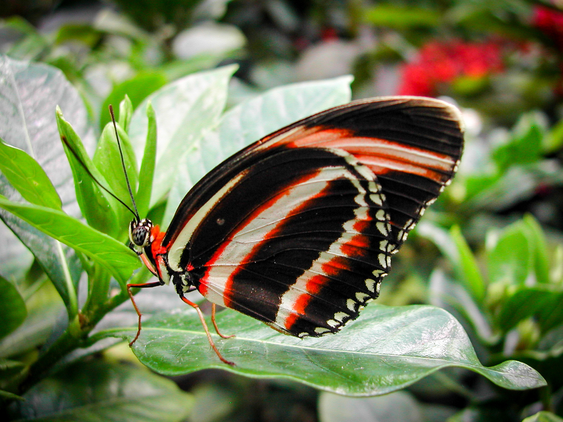 Nikon E885 sample photo. Butterfly photography