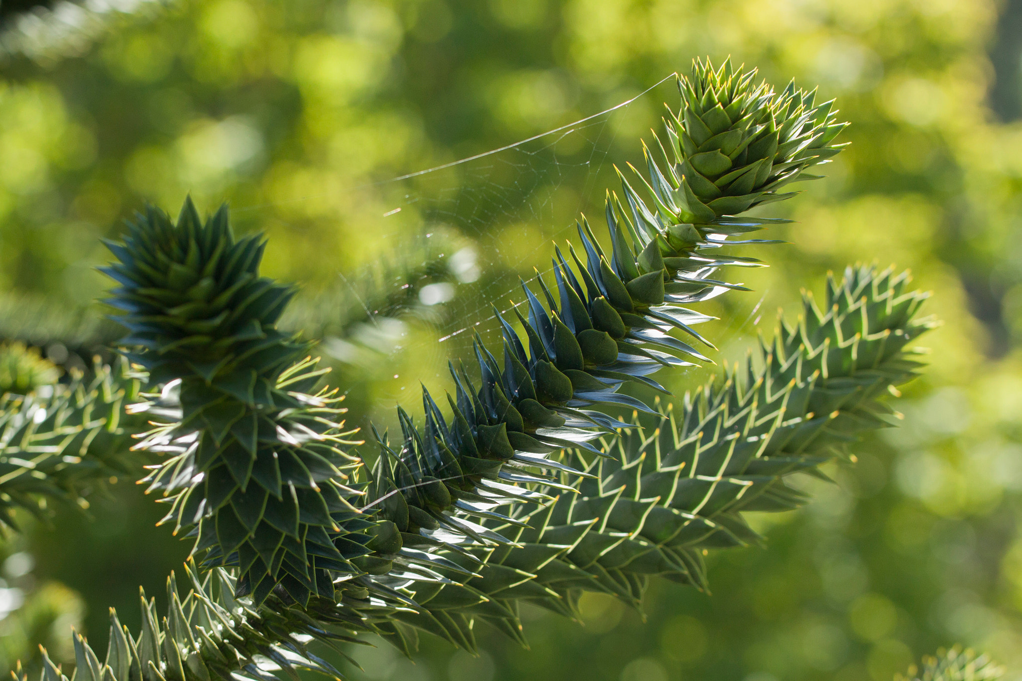Canon EF 100mm F2.8L Macro IS USM sample photo. Monkey puzzle - araucaria araucana photography