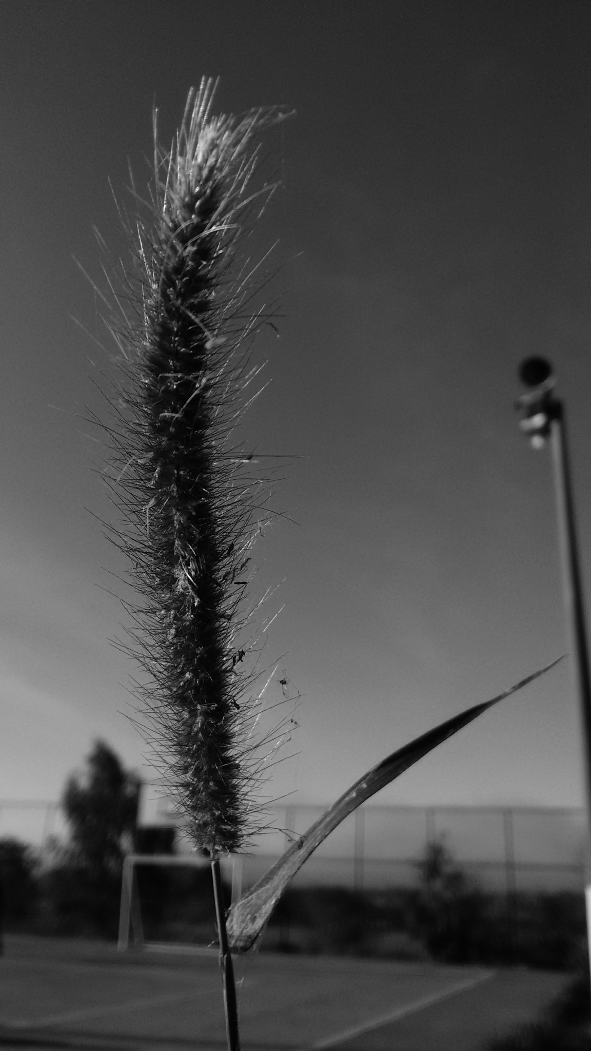 Motorola Moto G with 4G LTE (2nd Gen) sample photo