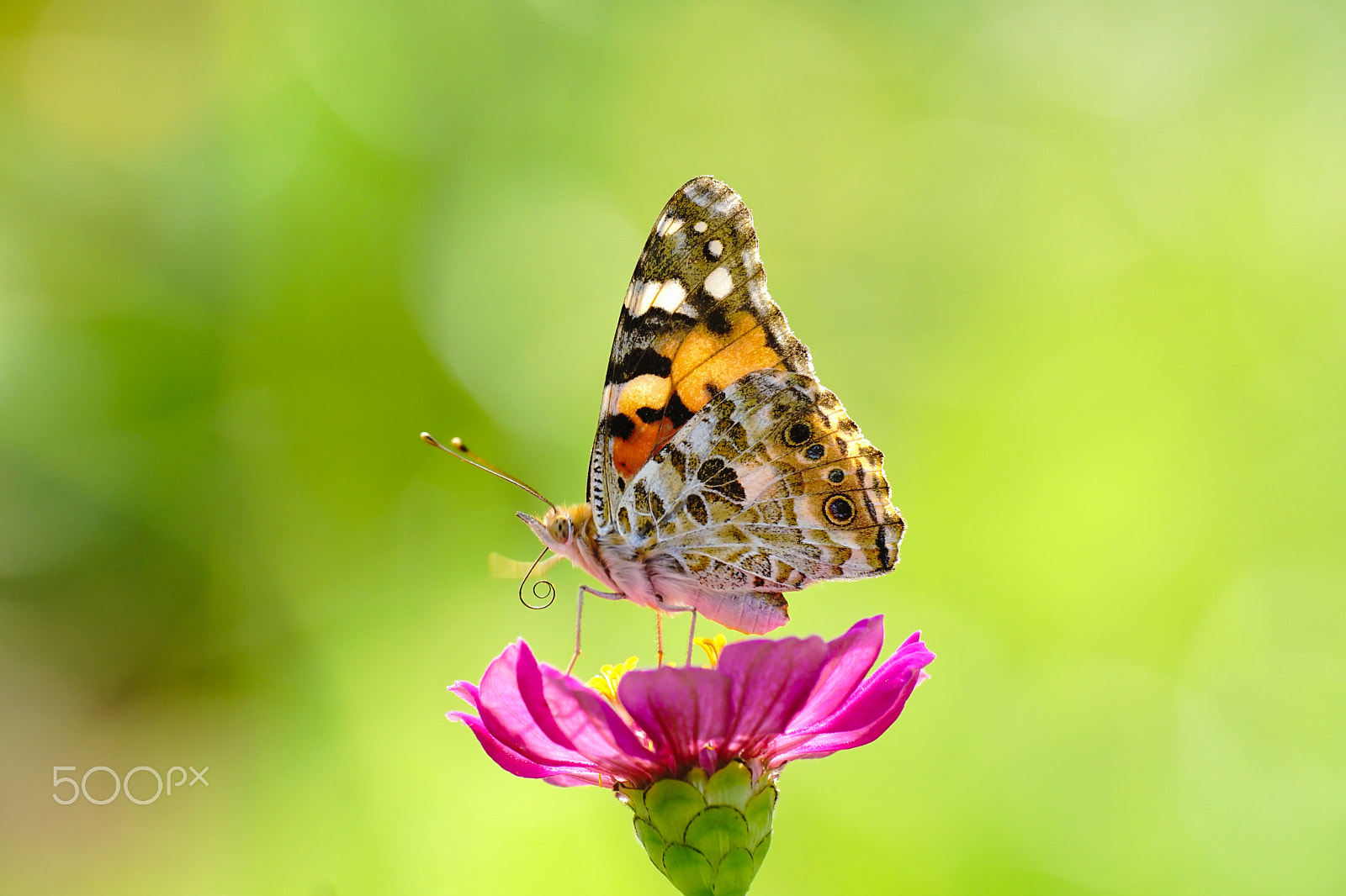 Sony ILCA-77M2 + Minolta AF 100mm F2.8 Macro [New] sample photo. The painted lady photography