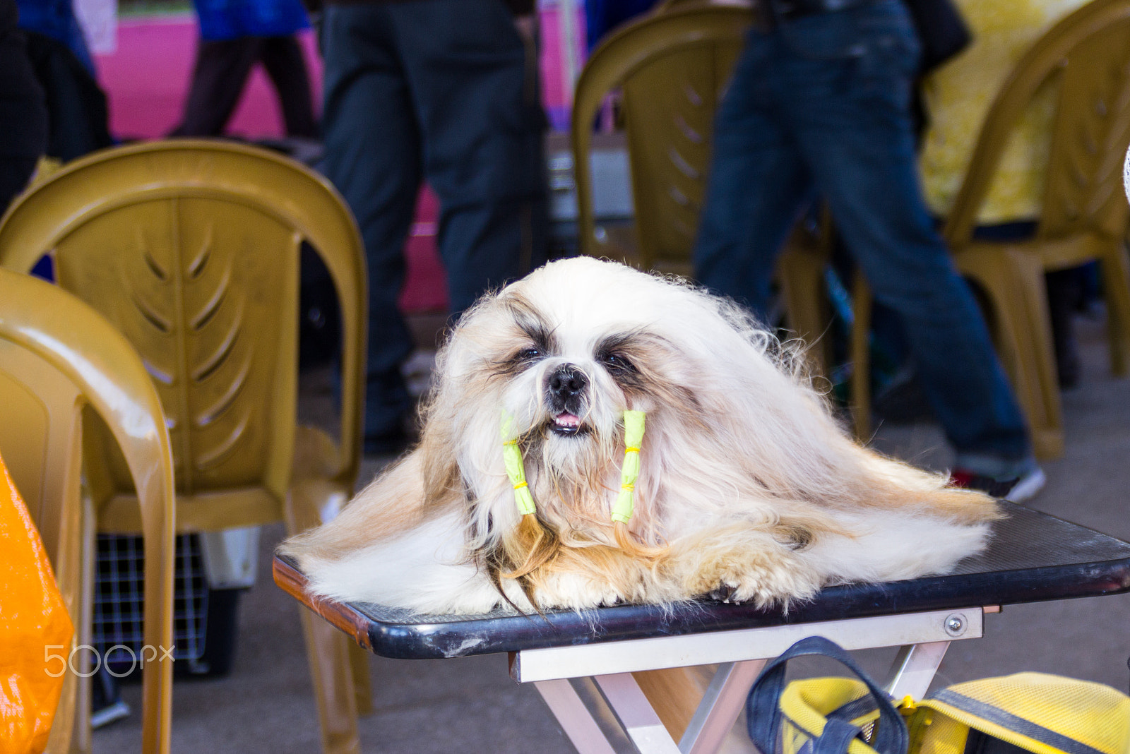 Canon EF 75-300mm F4.0-5.6 IS USM sample photo. Cute white dog is resting lying on folding table photography