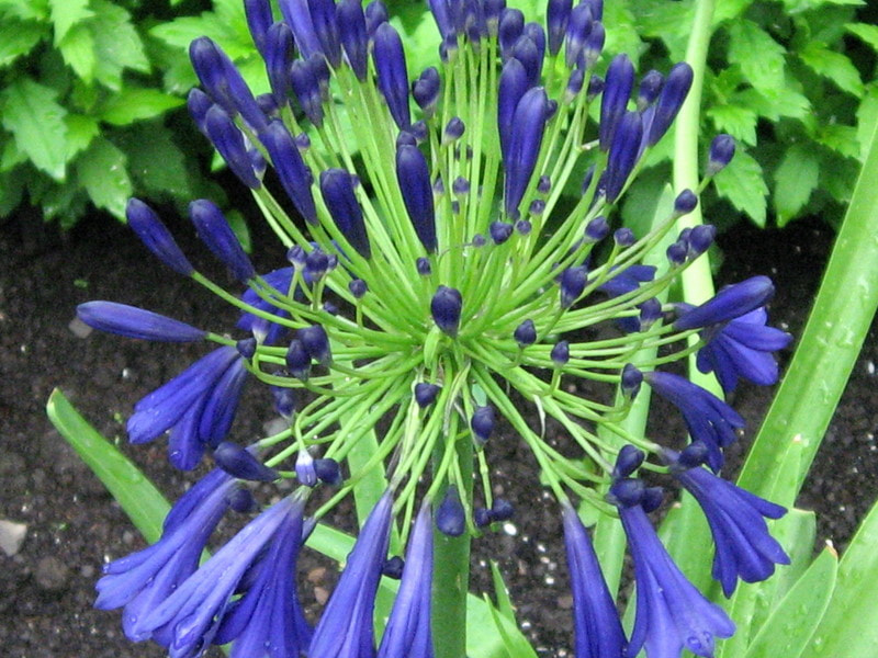 Canon POWERSHOT SD700 IS sample photo
