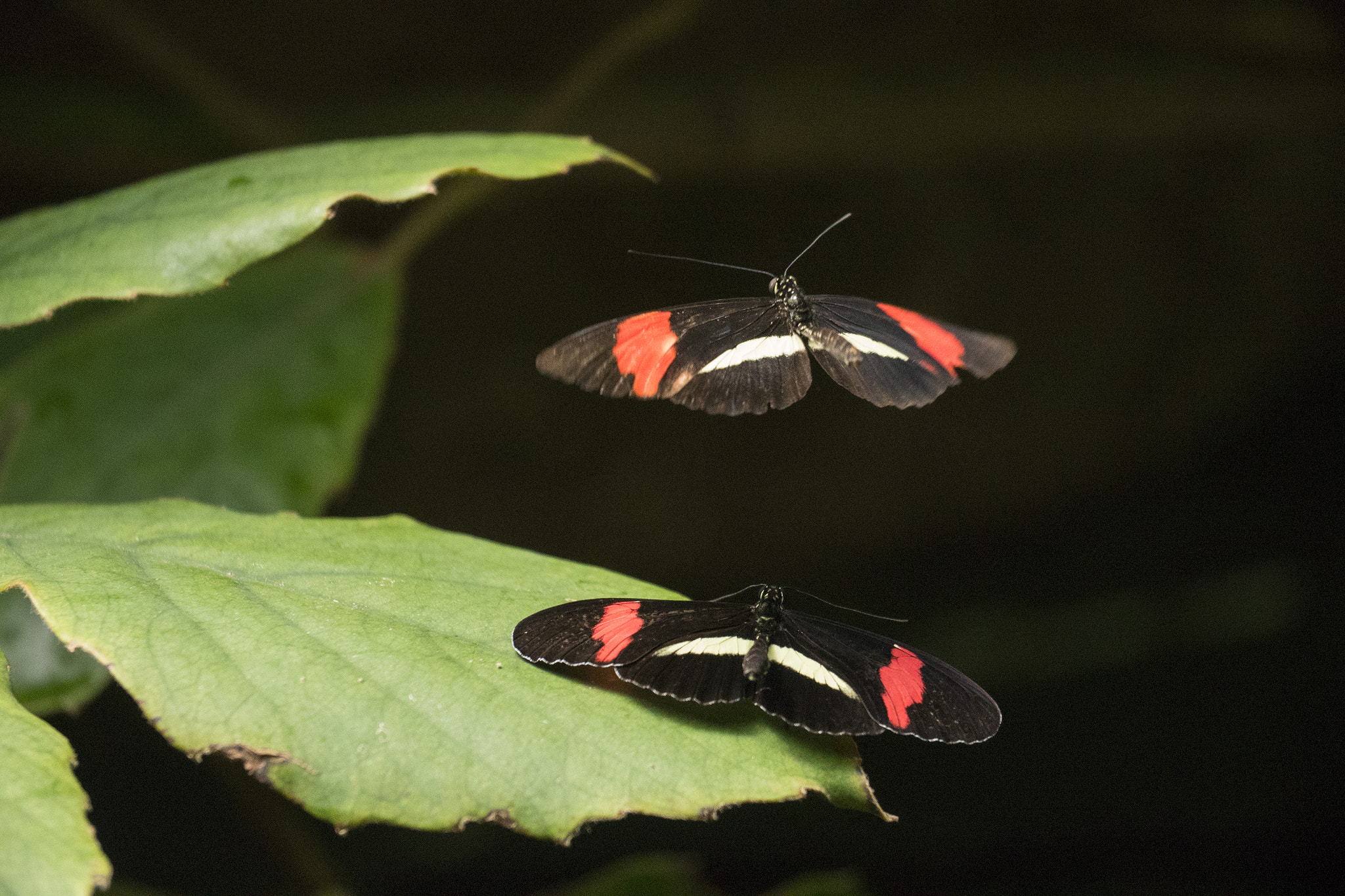 Panasonic Lumix DMC-GH4 sample photo. Coming in for a landing photography