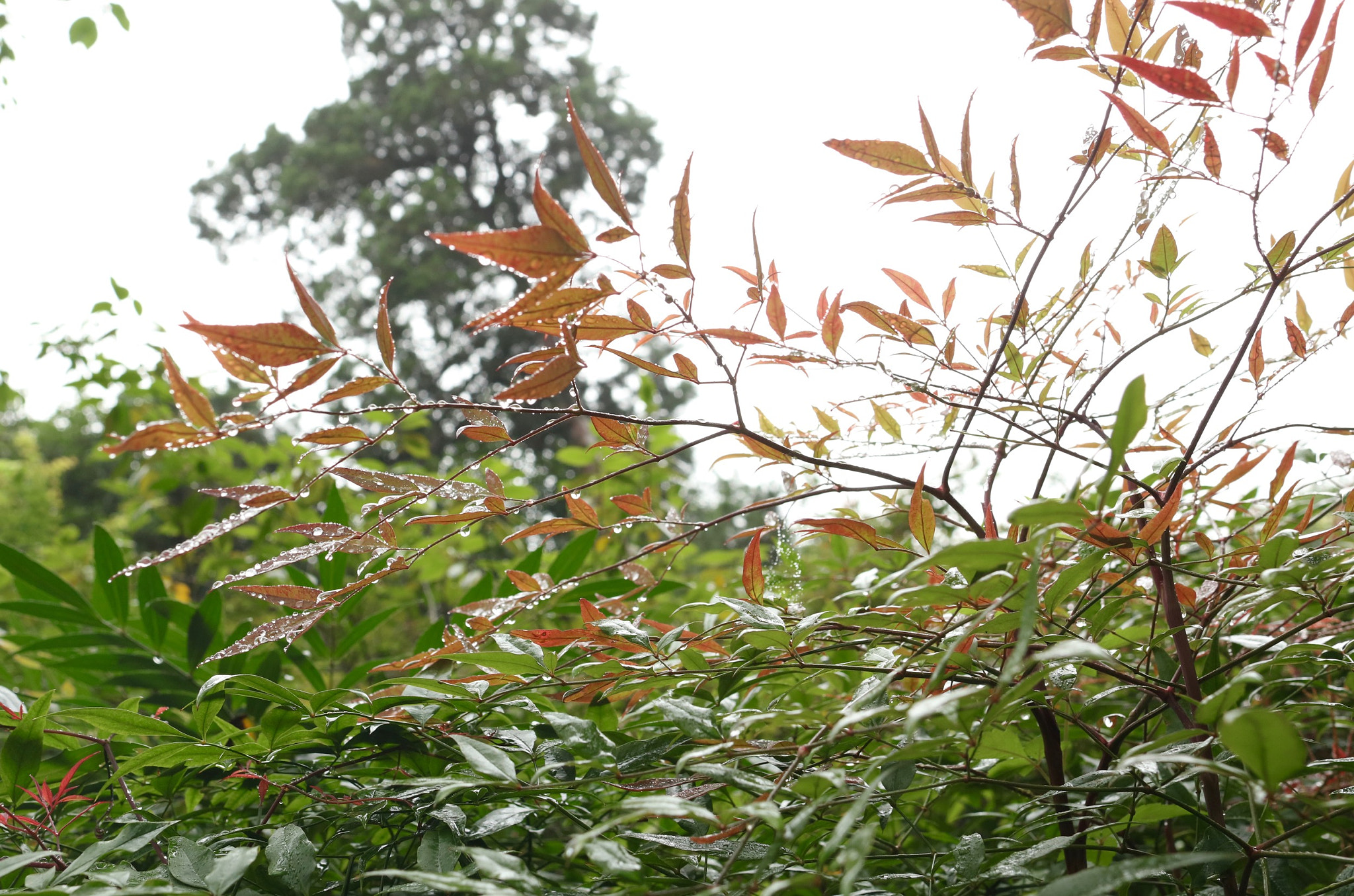 Canon EF 24mm F1.4L II USM sample photo. Scarlet dew photography