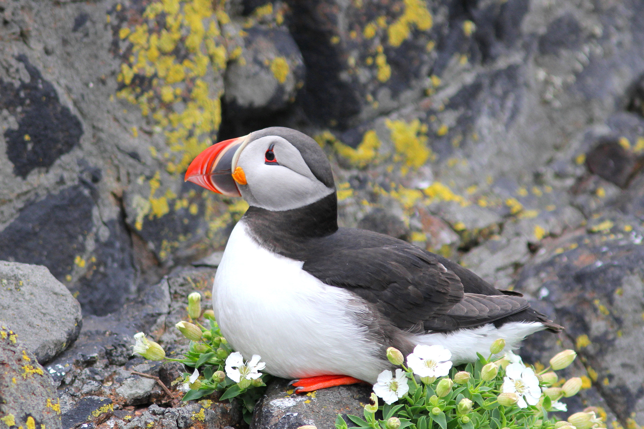 Canon EF 300mm F4L IS USM sample photo. Puffin photography