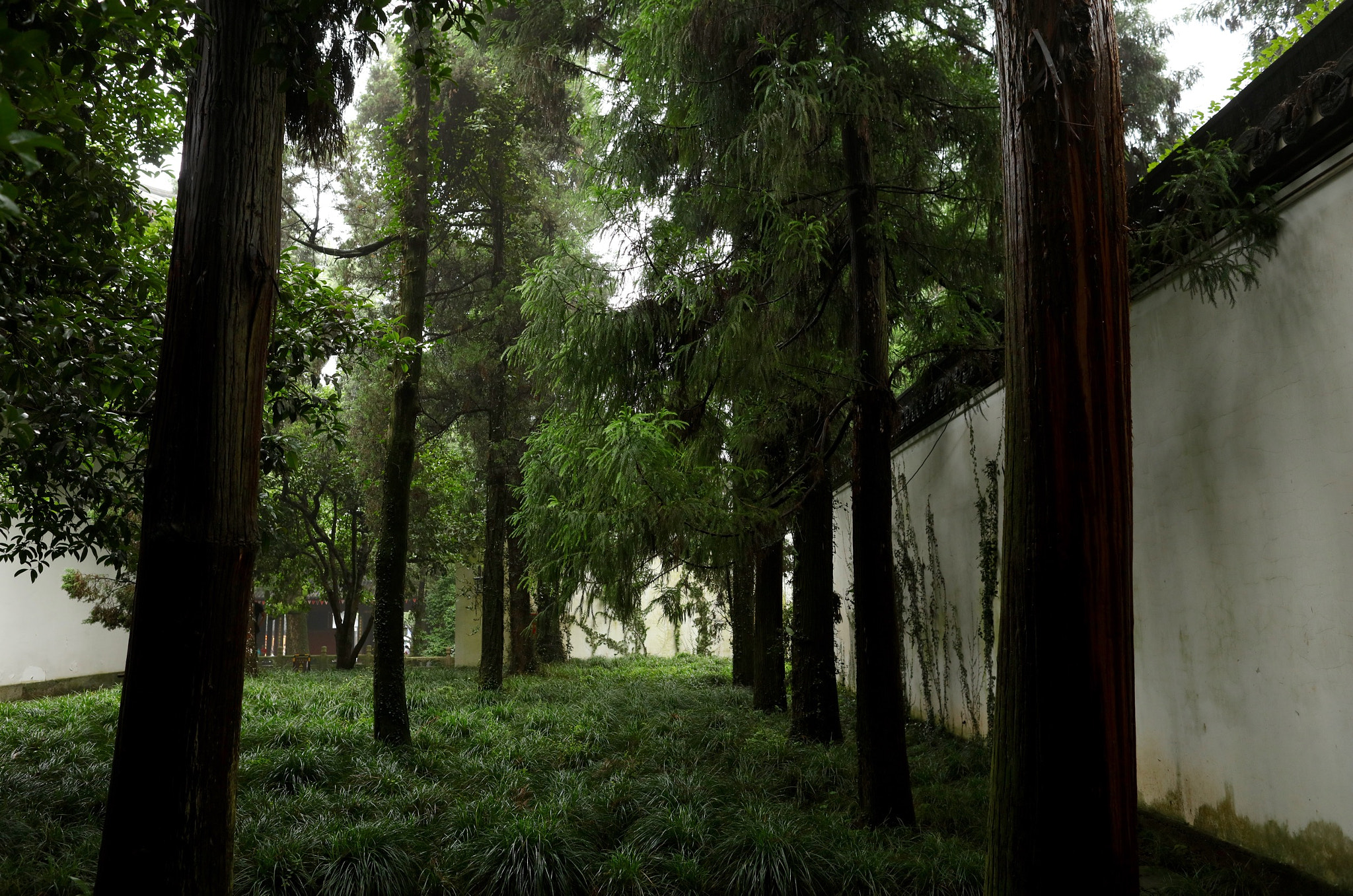 Canon EF 24mm F1.4L II USM sample photo. Shrouded garden photography