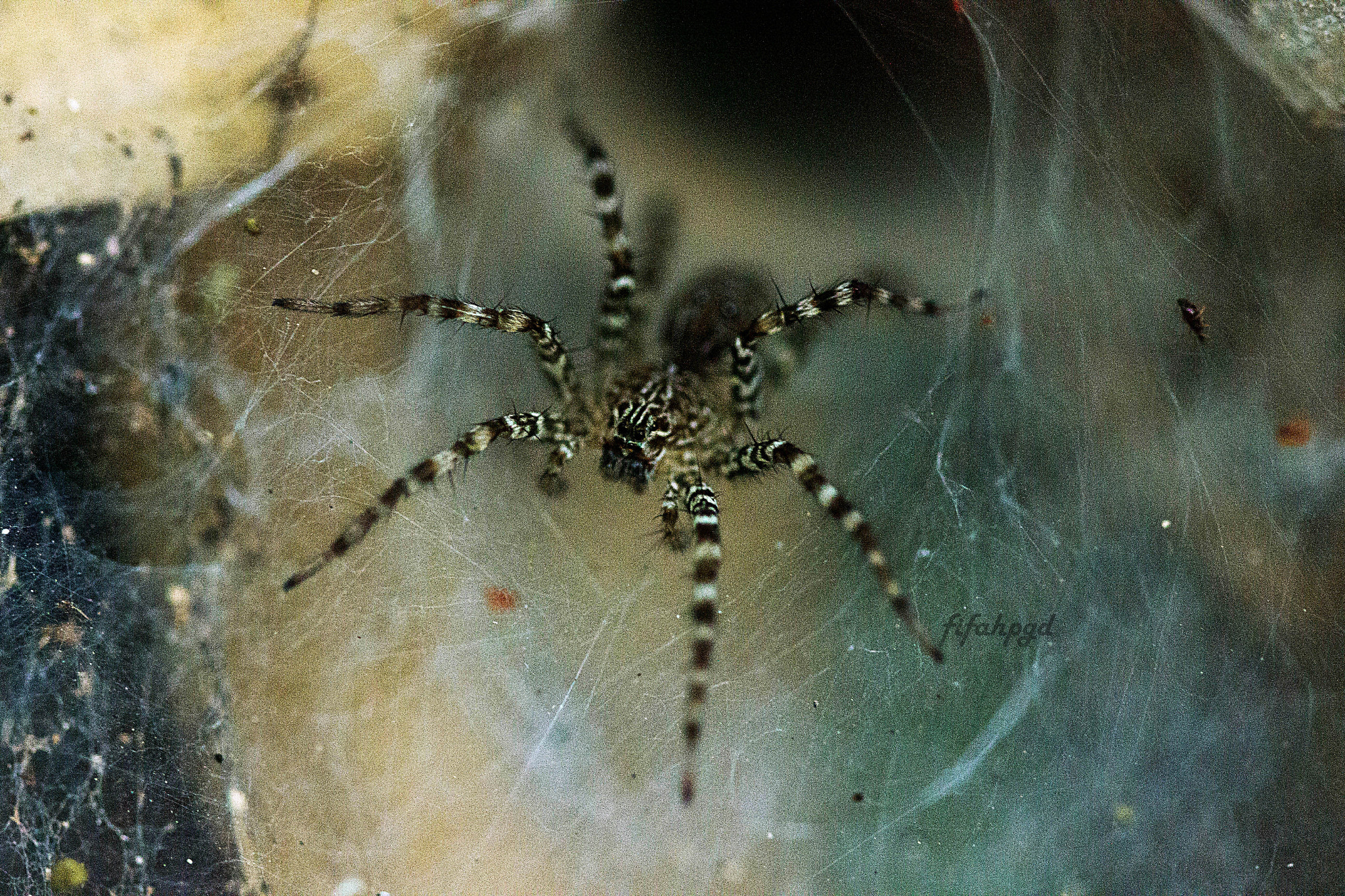 Canon EOS 550D (EOS Rebel T2i / EOS Kiss X4) sample photo. Spider hole photography