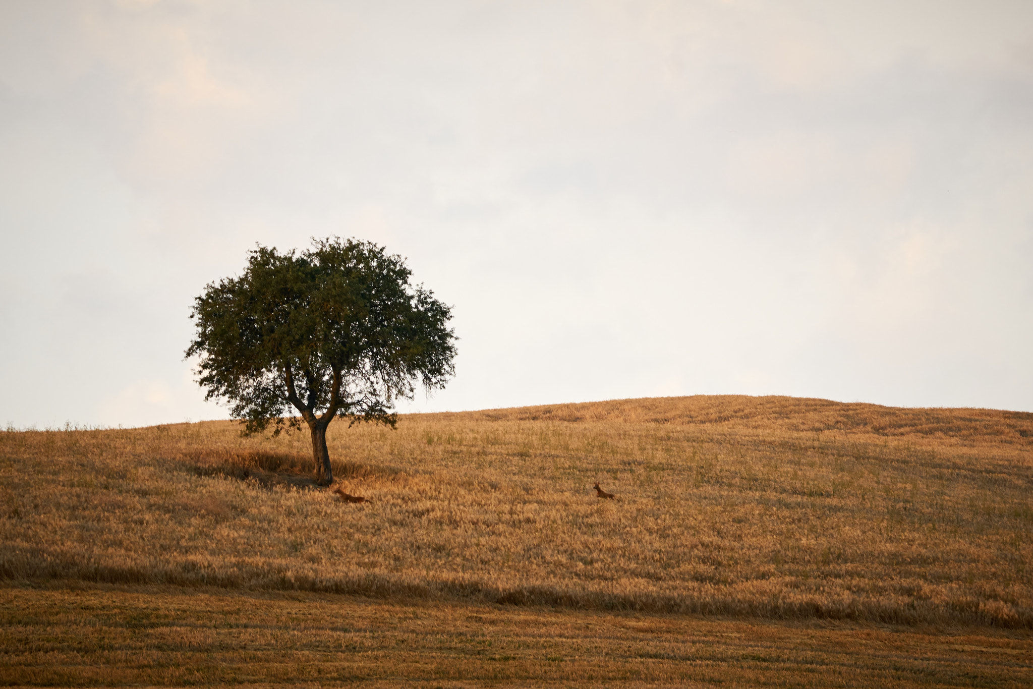 Sony a7R II + Sony Sonnar T* 135mm F1.8 ZA sample photo