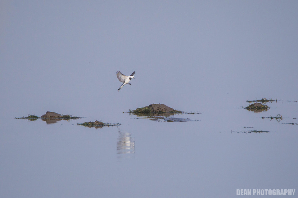 Canon EOS-1D Mark IV sample photo. Jump photography