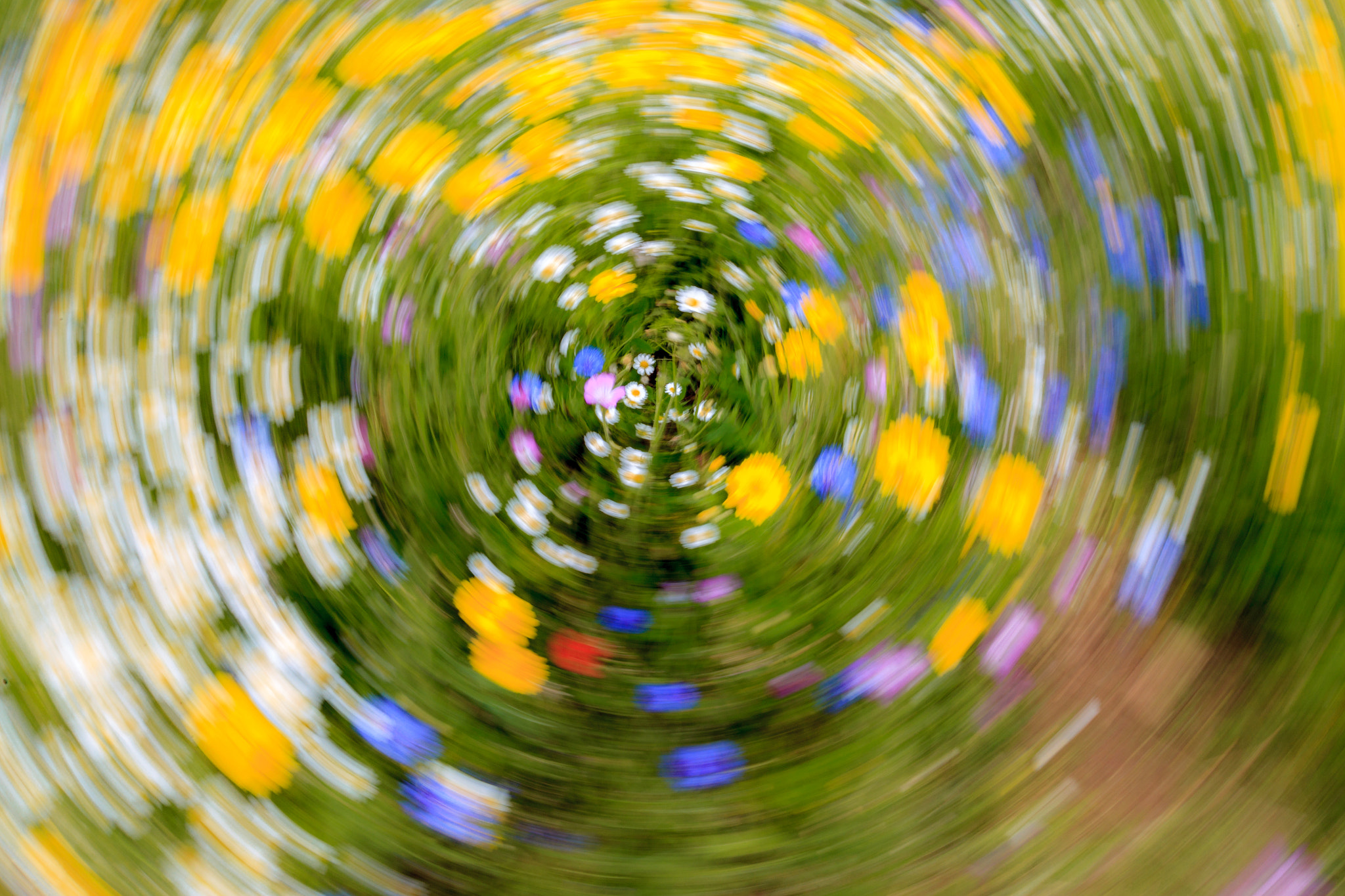 Canon EOS-1D Mark IV sample photo. Wildflower twist photography