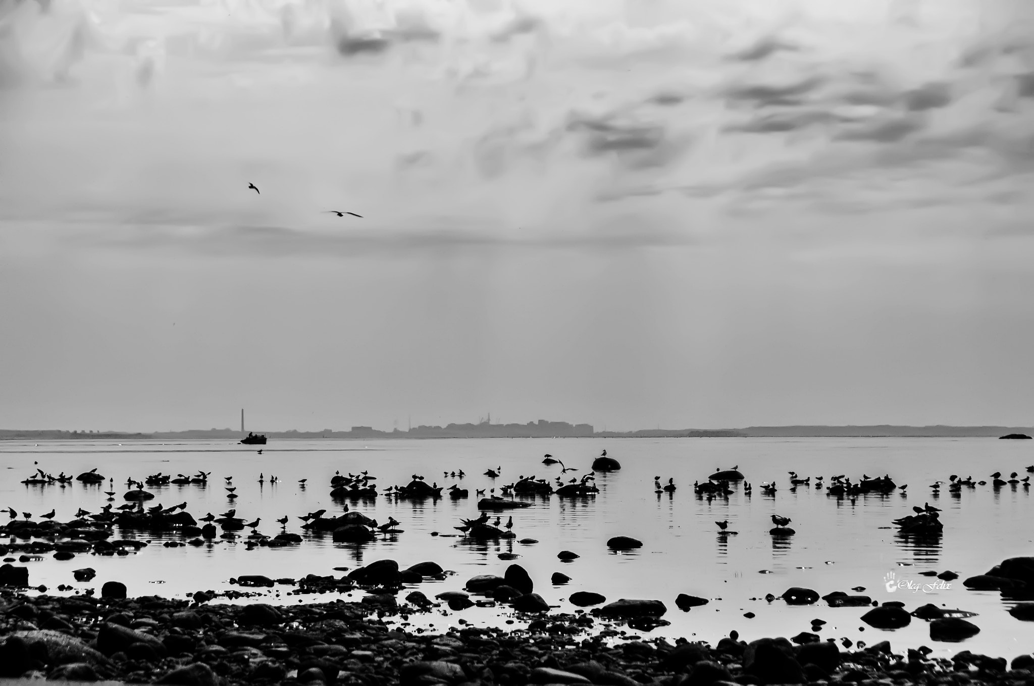 Sony SLT-A37 sample photo. Stones and birds.....birds and stones. photography