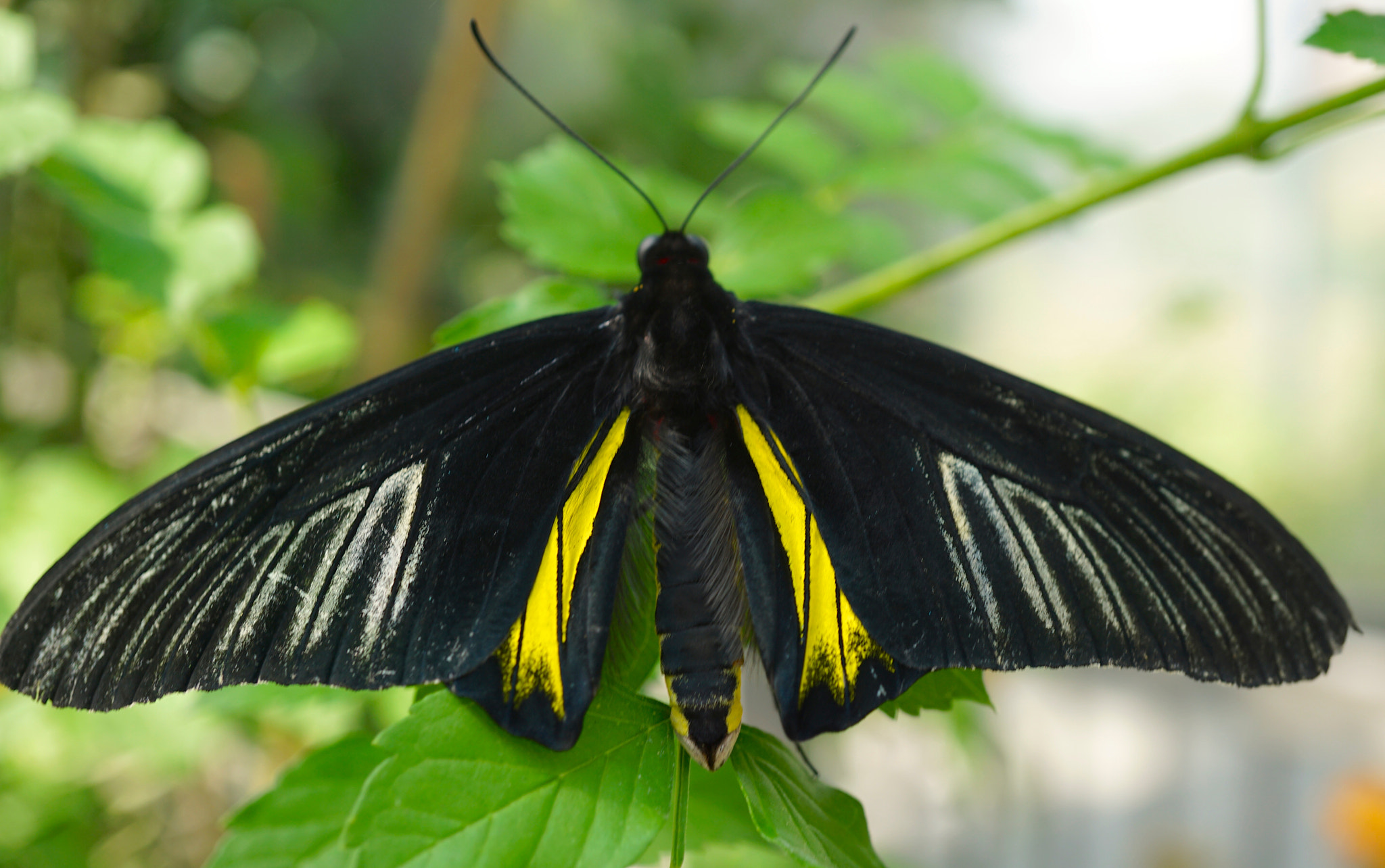 Sony E 30mm F3.5 sample photo. Common birdwing photography