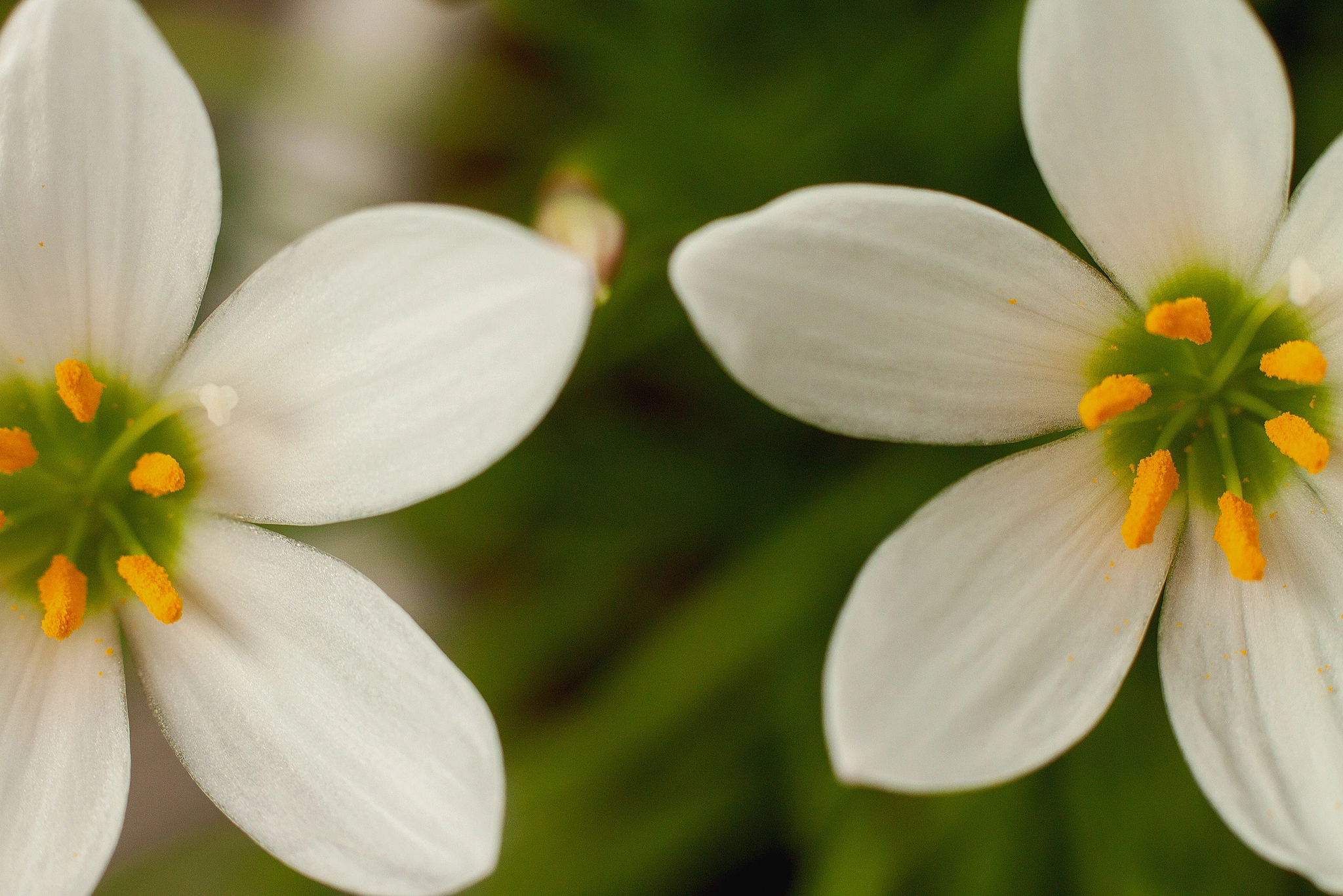 Canon EOS 500D (EOS Rebel T1i / EOS Kiss X3) + Canon EF 50mm F1.8 II sample photo. Narcissus flowers home photography