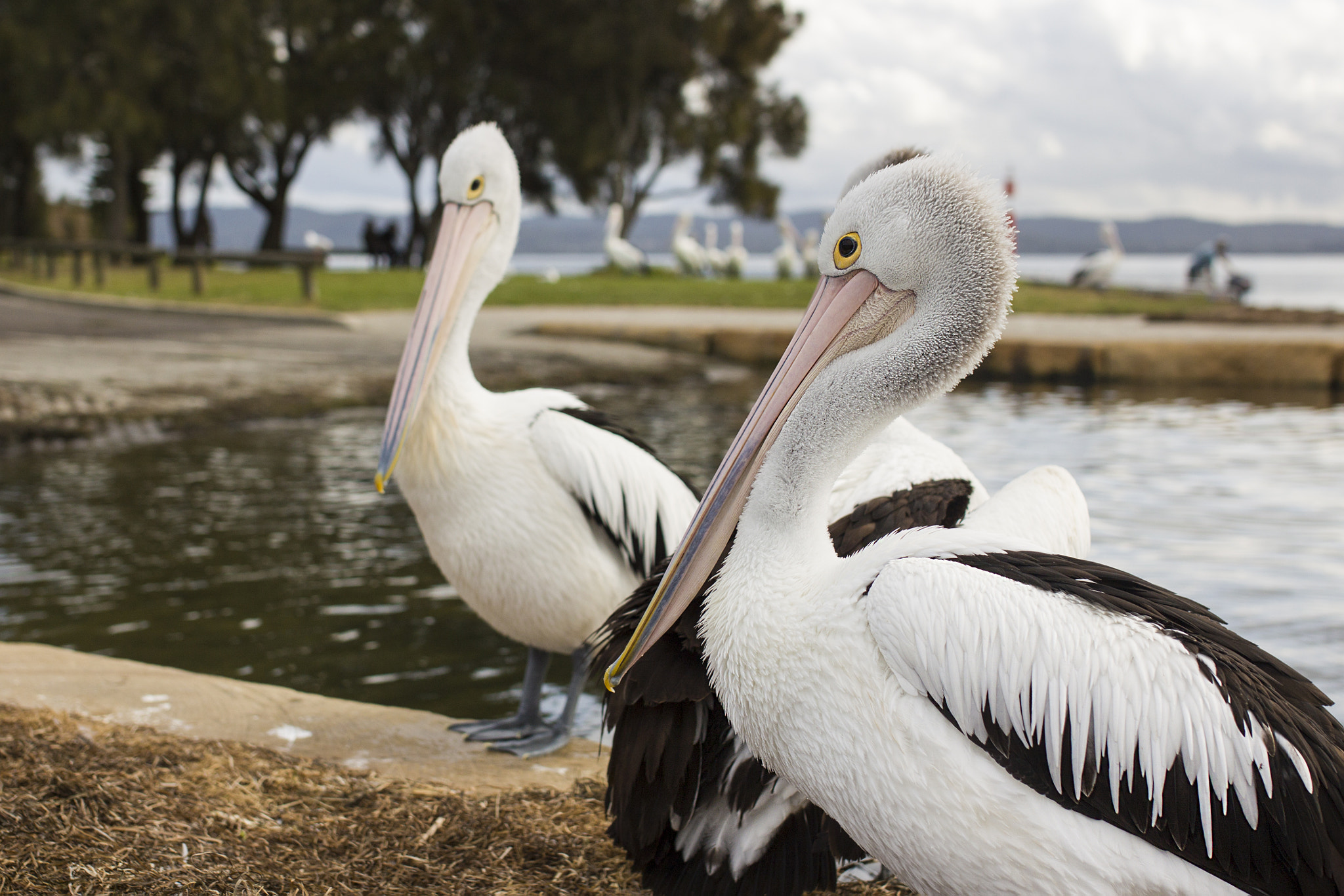 Sigma 35mm F1.4 DG HSM Art sample photo. Pelicans near the water photography