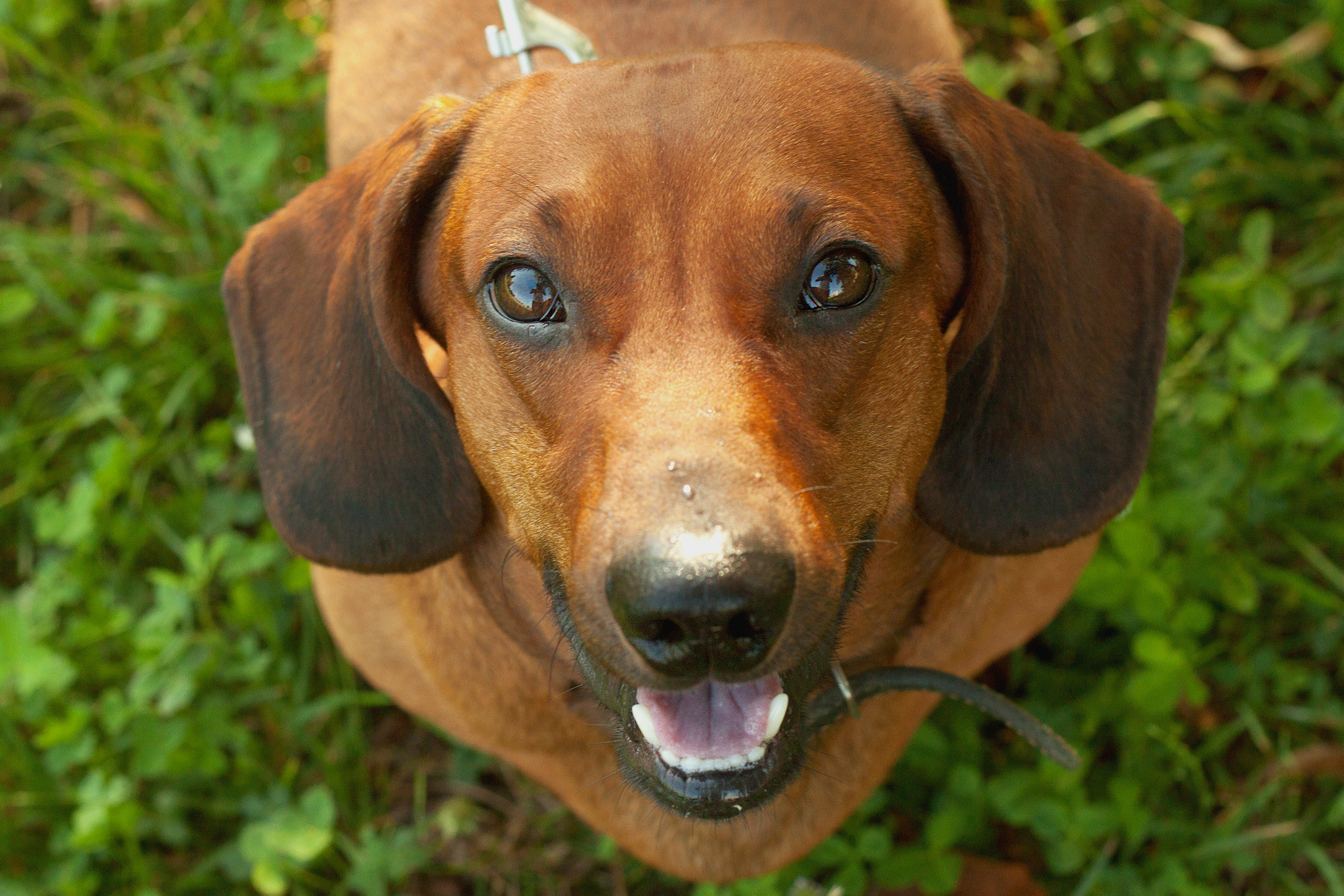 Canon EOS 500D (EOS Rebel T1i / EOS Kiss X3) + Canon EF 50mm F1.8 II sample photo. Dachshund photography