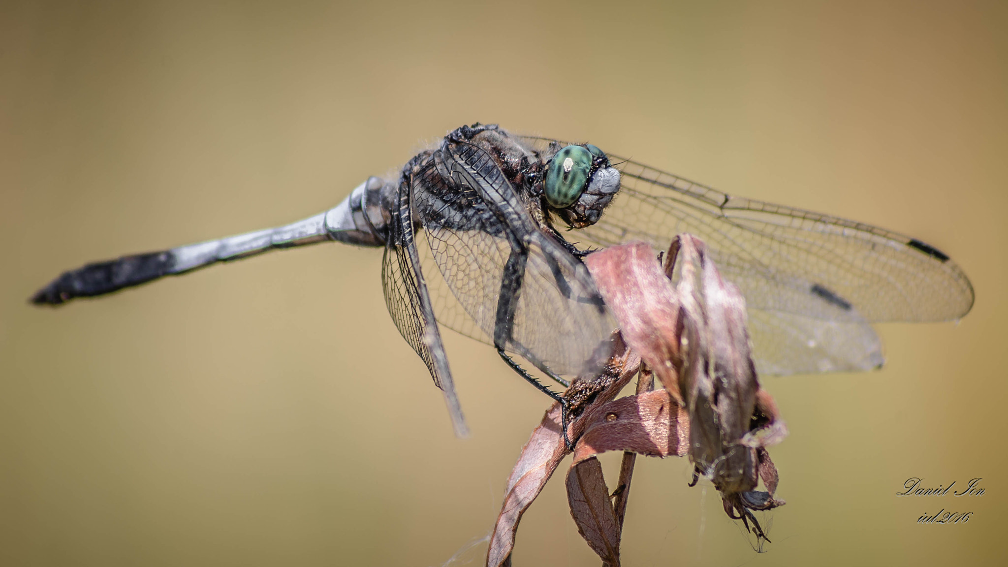 smc PENTAX-FA 80-320mm F4.5-5.6 sample photo. Dragonfly photography