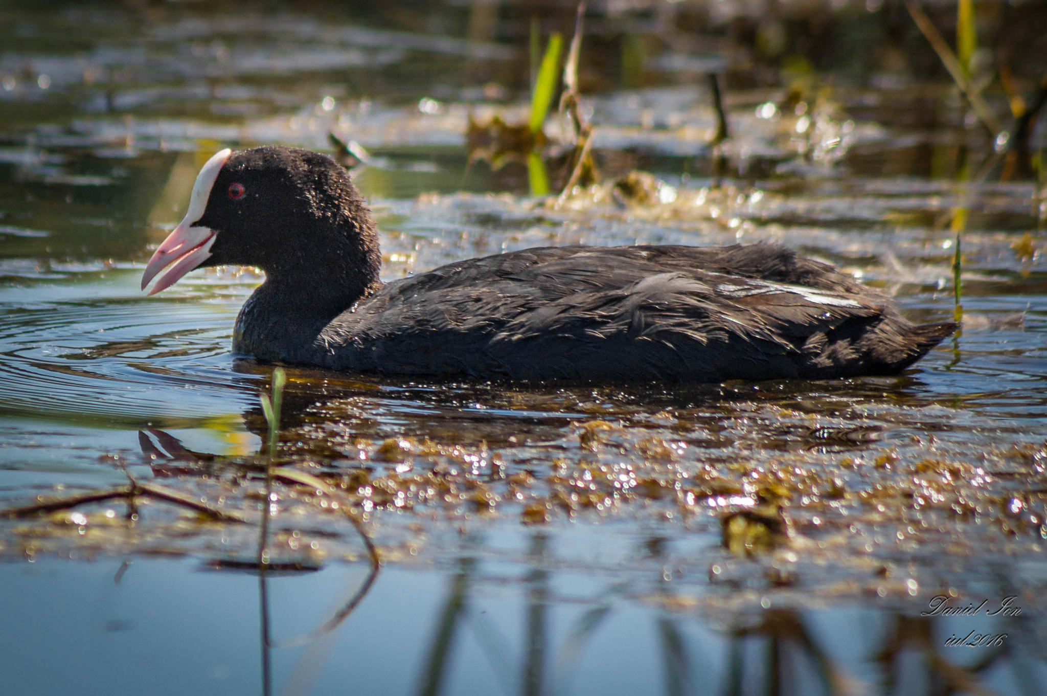 smc PENTAX-FA 80-320mm F4.5-5.6 sample photo. Fulica atra photography