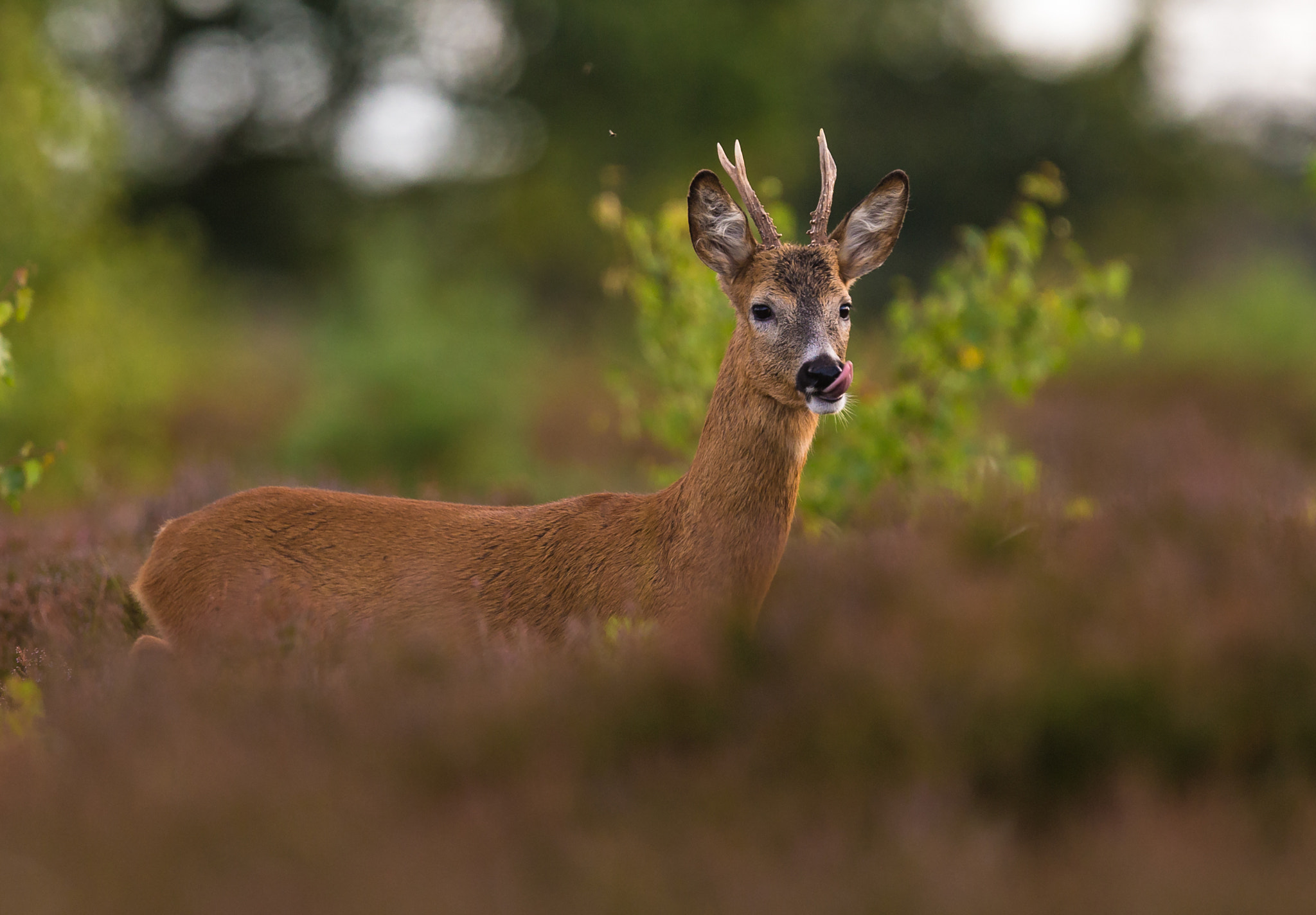 Canon EF 300mm F2.8L IS USM sample photo. Roebuck photography