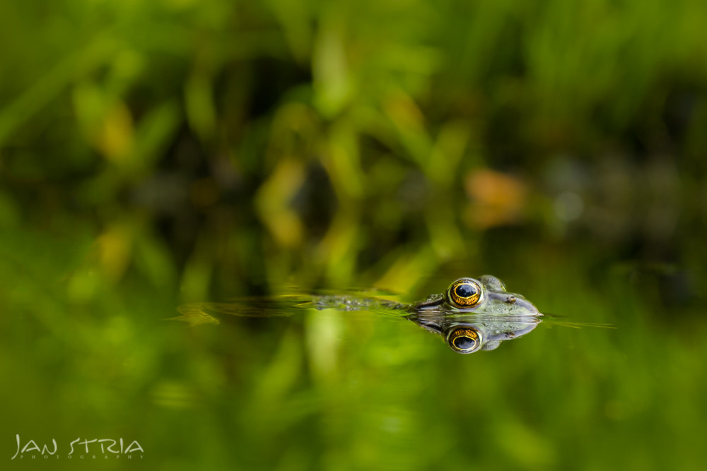 Canon EF 70-300mm F4-5.6L IS USM sample photo. Green friend photography