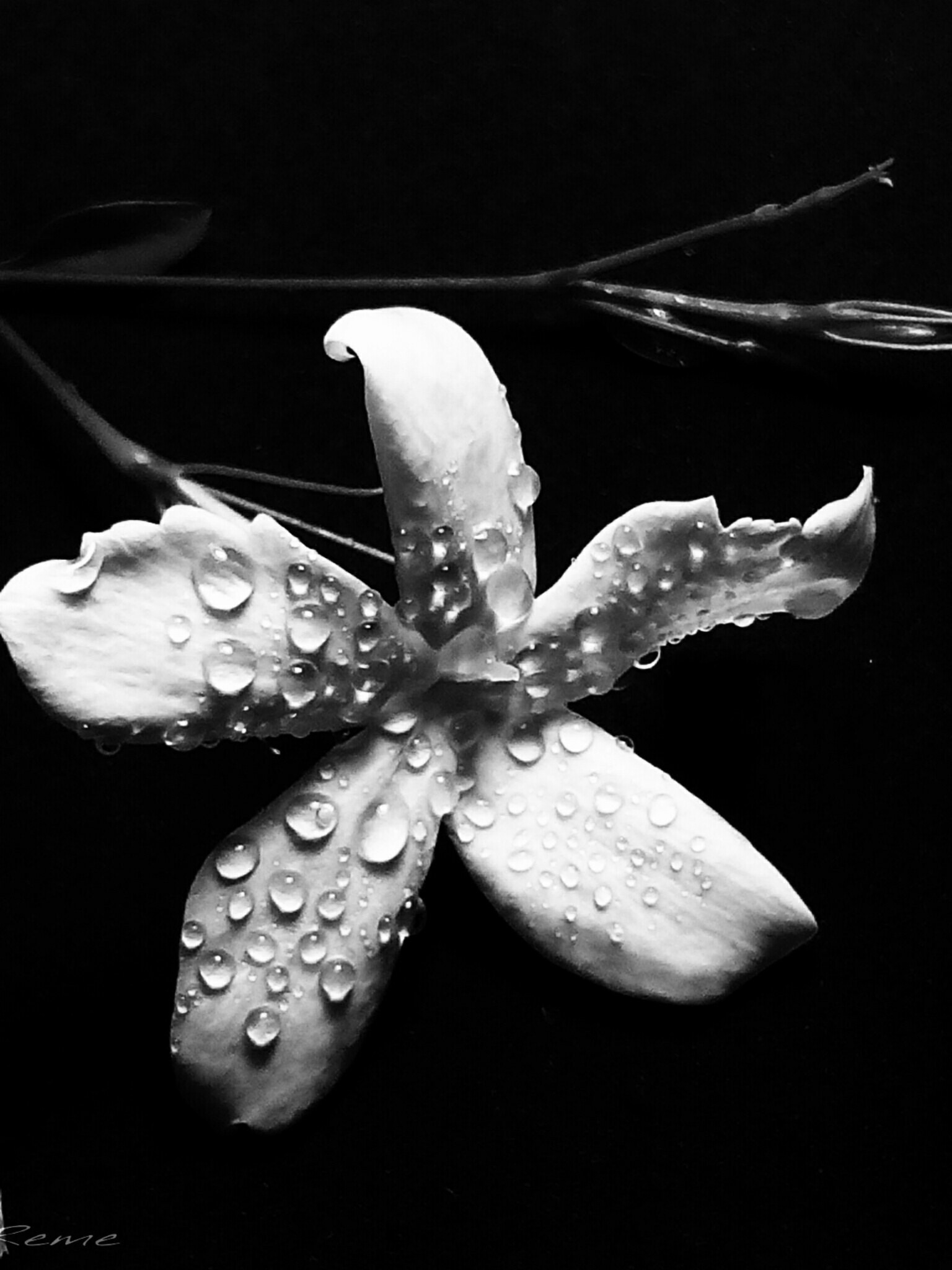 bq Aquaris E5 HD sample photo. Jazmin photography