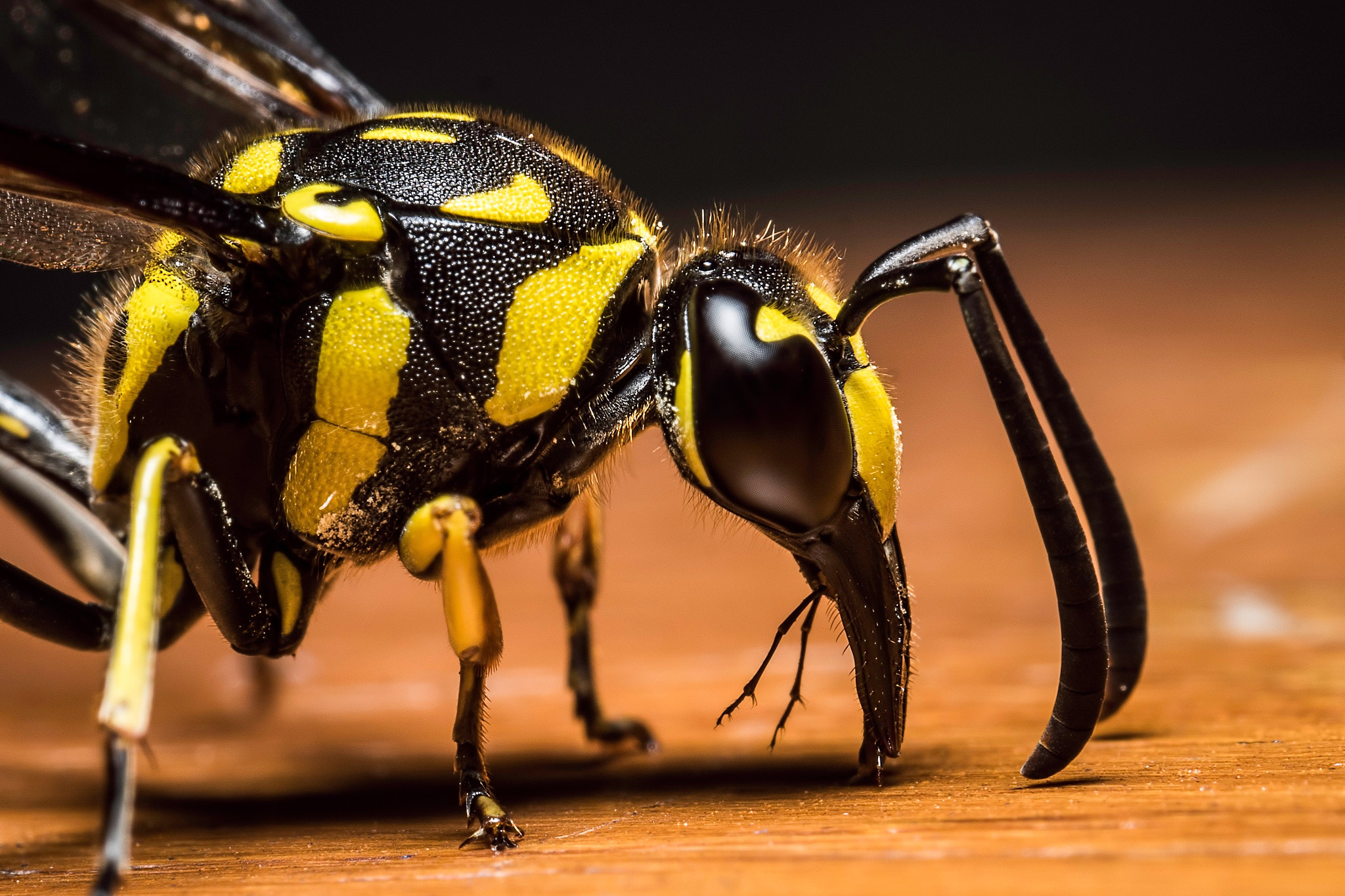 Panasonic Leica DG Macro-Elmarit 45mm F2.8 ASPH OIS sample photo. Potter wasp photography