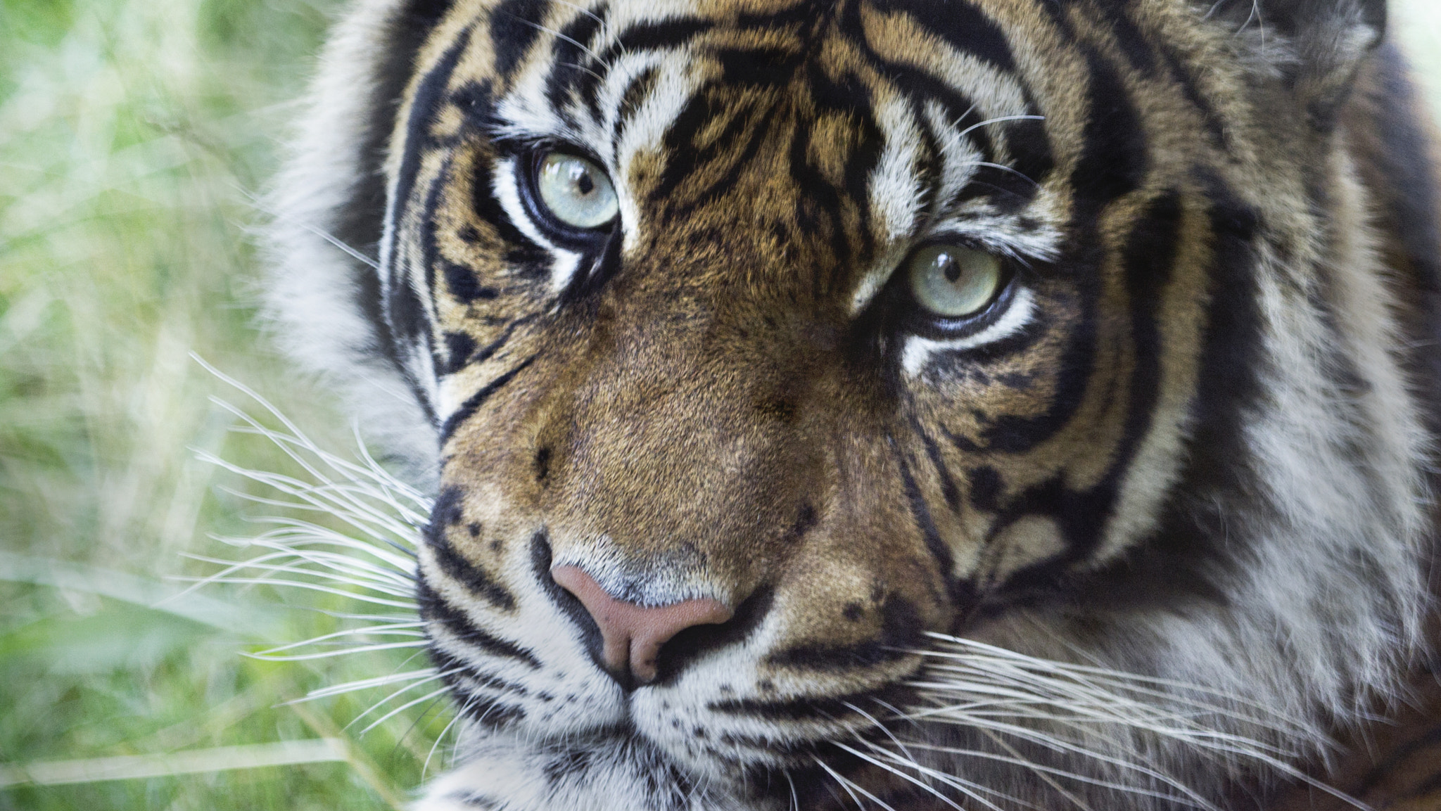Canon EF 100-400mm F4.5-5.6L IS USM sample photo. Tiger photography