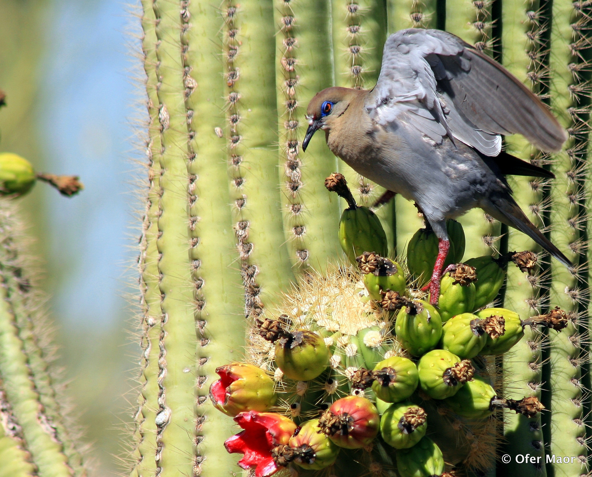 Canon EF 75-300mm F4.0-5.6 IS USM sample photo. Bird leaving cactus photography