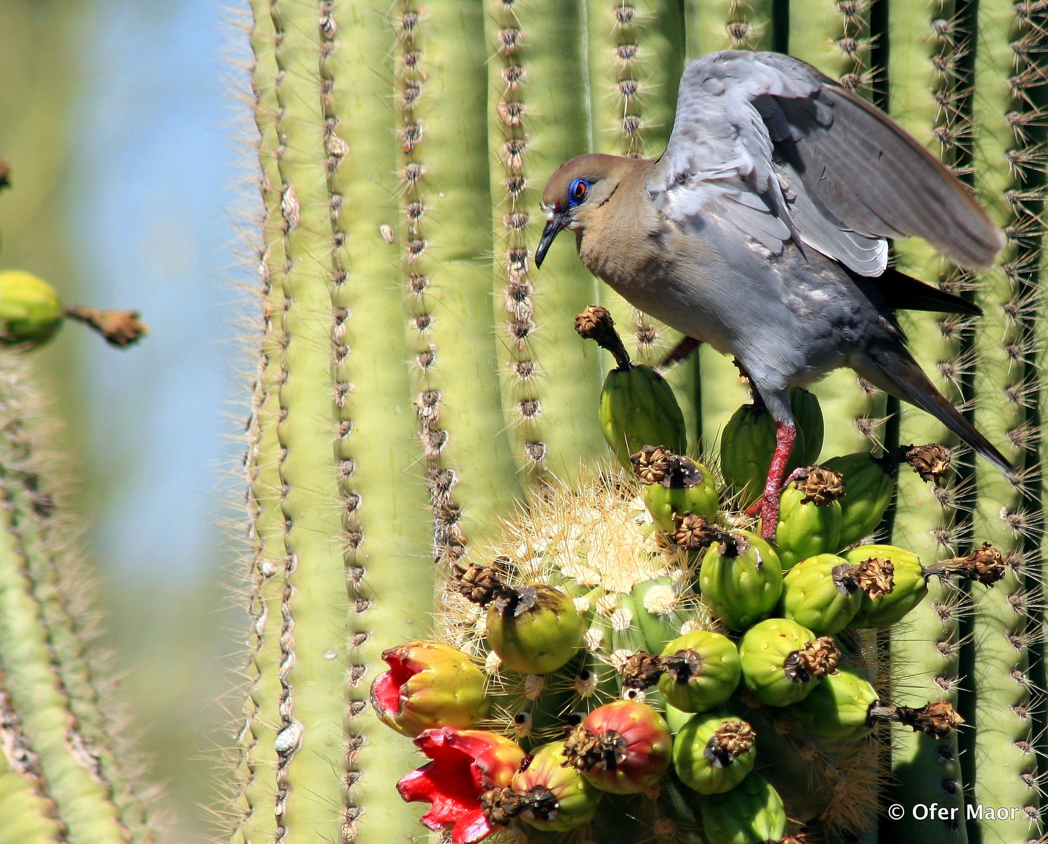 Canon EOS 30D sample photo. Bird leaving cactus photography