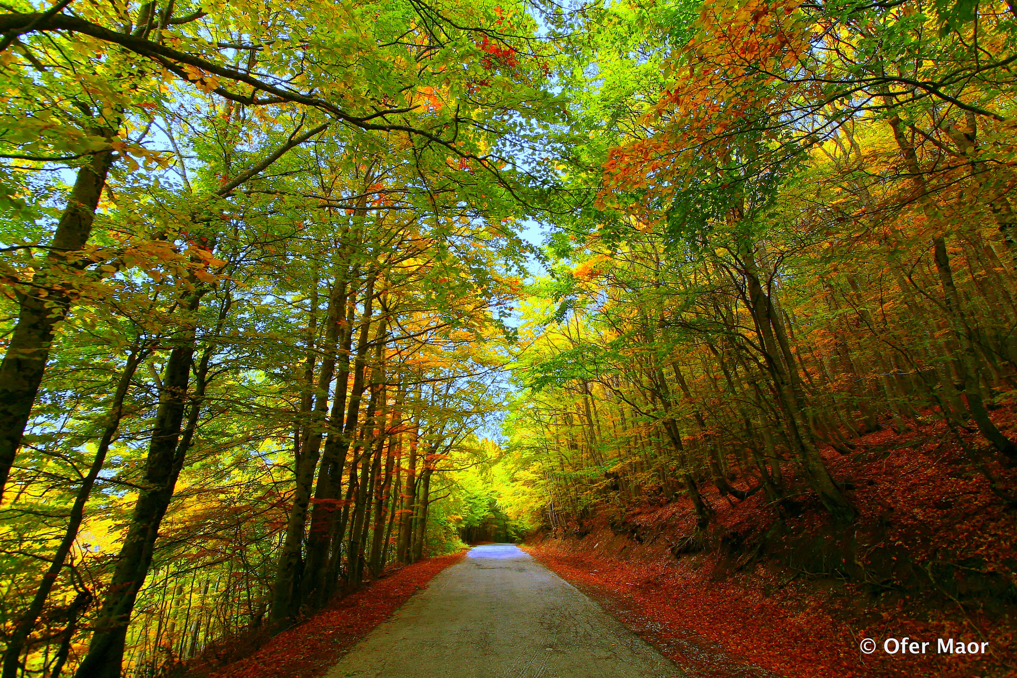 Canon EOS 30D + Canon EF-S 10-22mm F3.5-4.5 USM sample photo. Autumn woods in macedonia photography